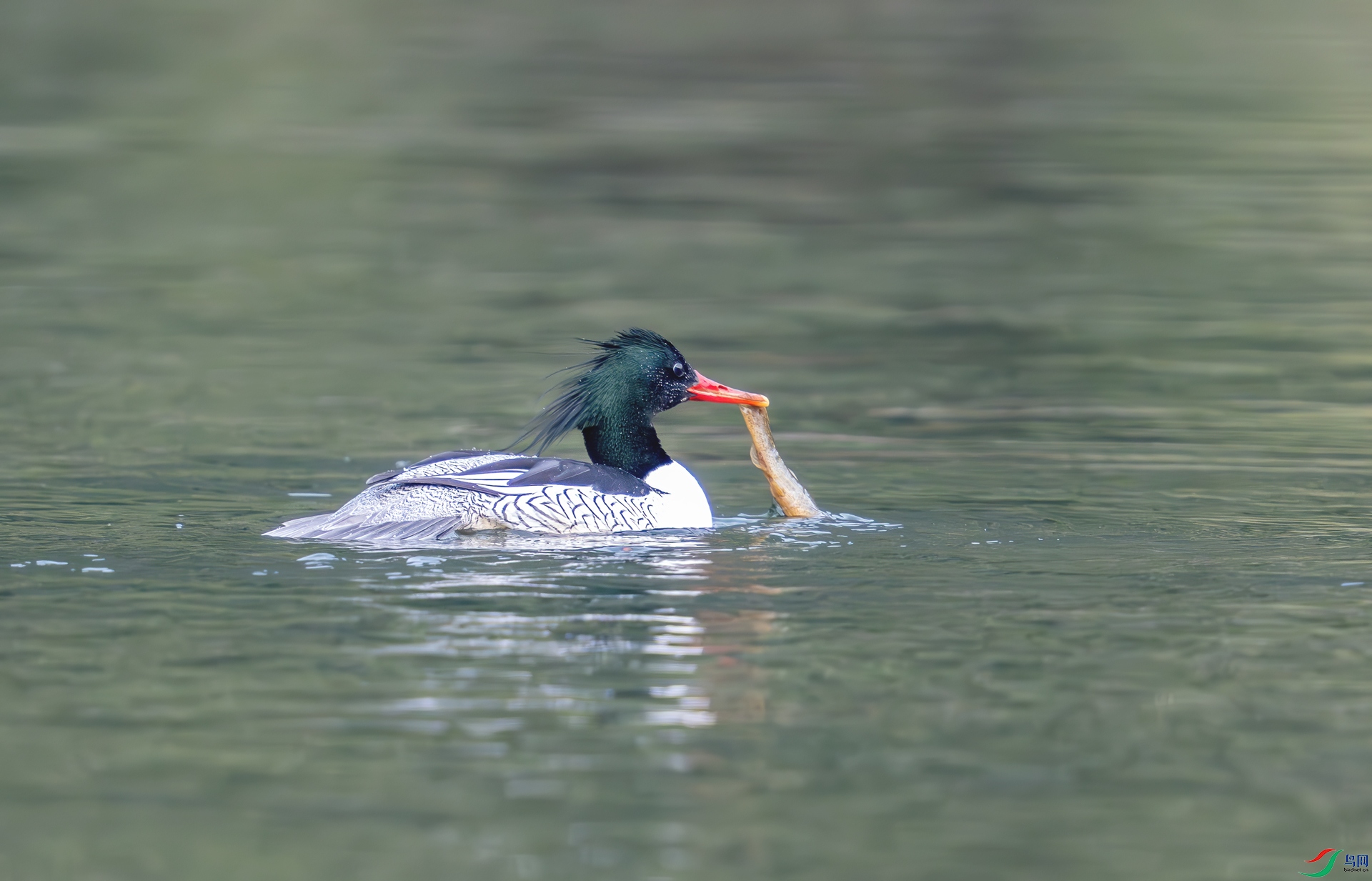 DSC_5038-1.jpg