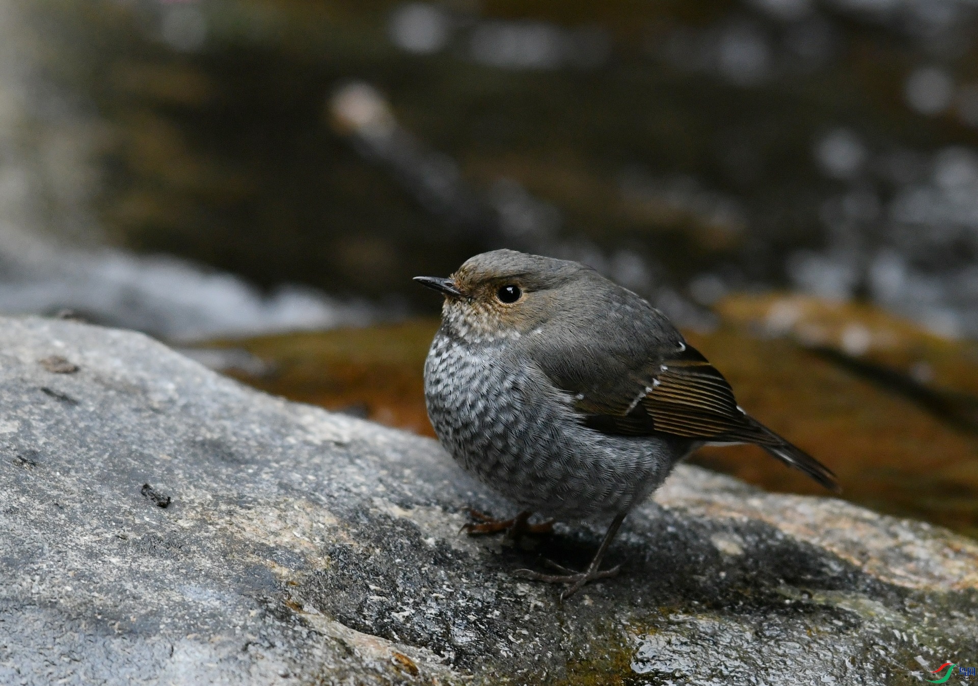 DSC_0565.jpg
