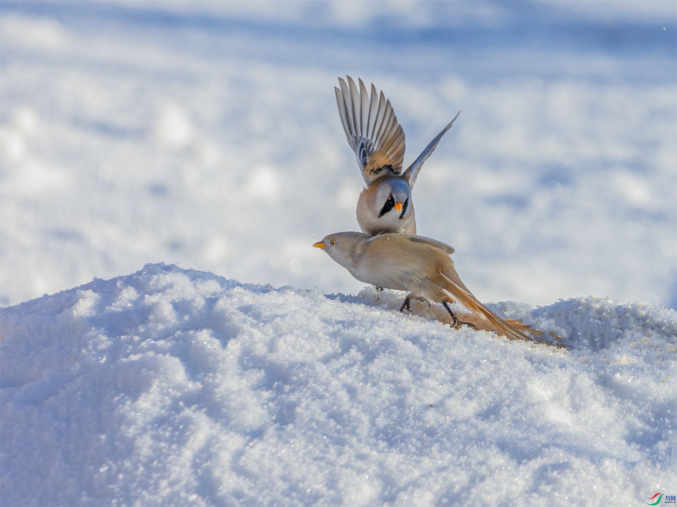 1K3A2428 ����1.jpg