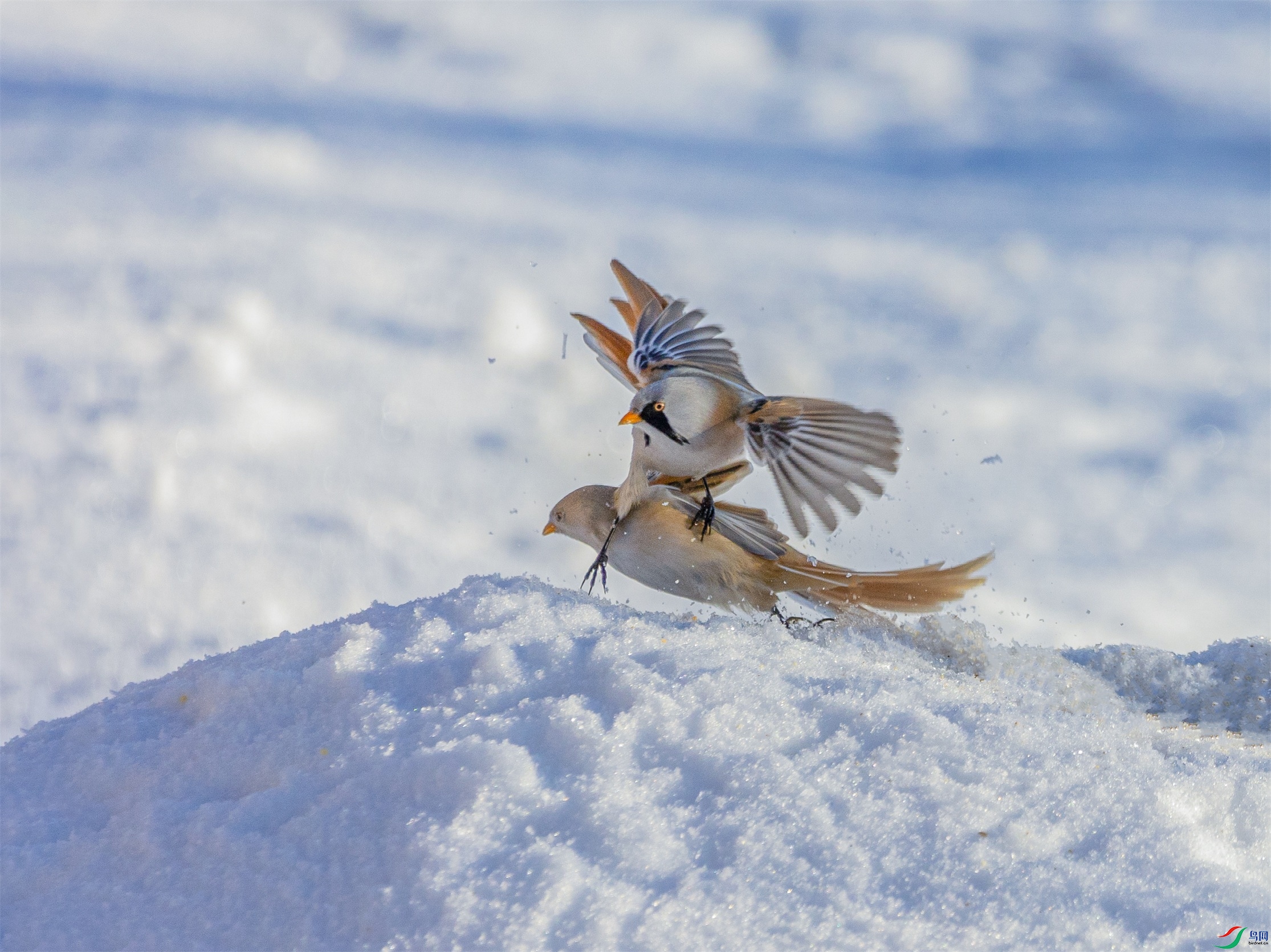 1K3A2430 ����1.jpg