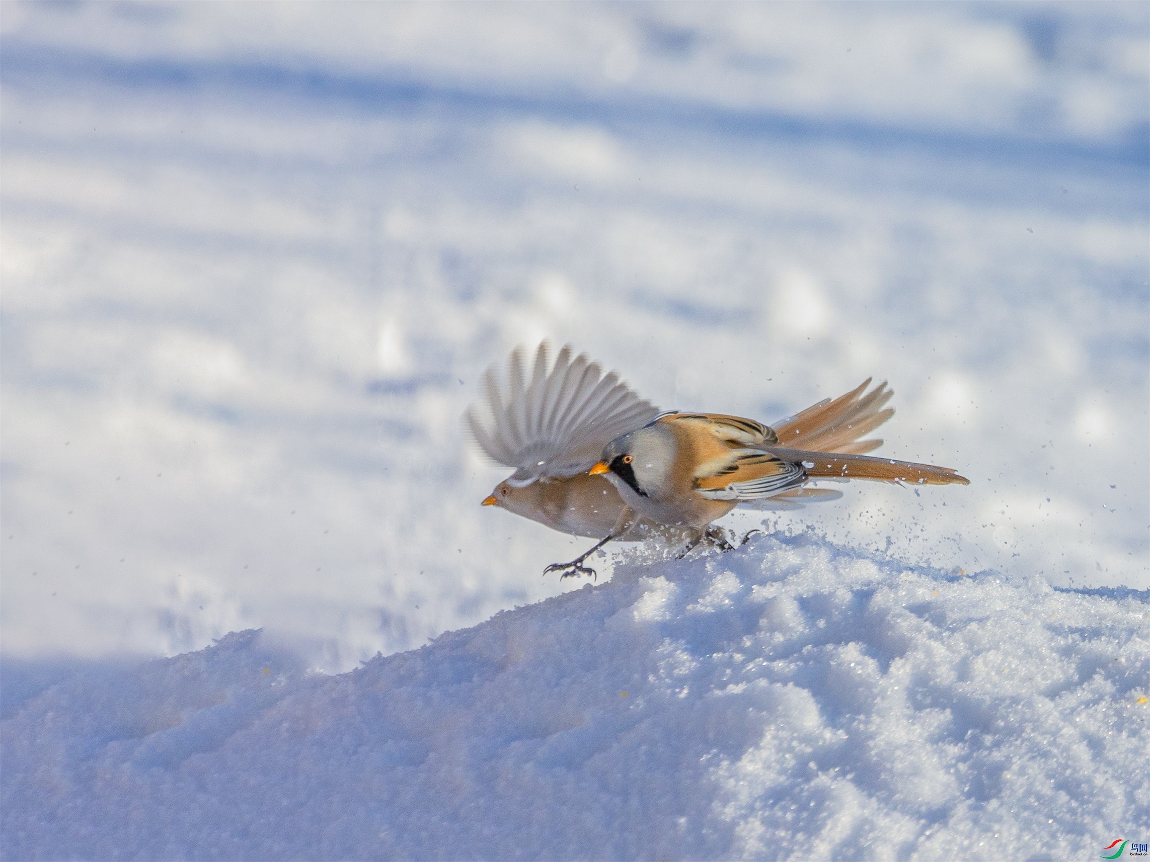 1K3A2432 ����1.jpg