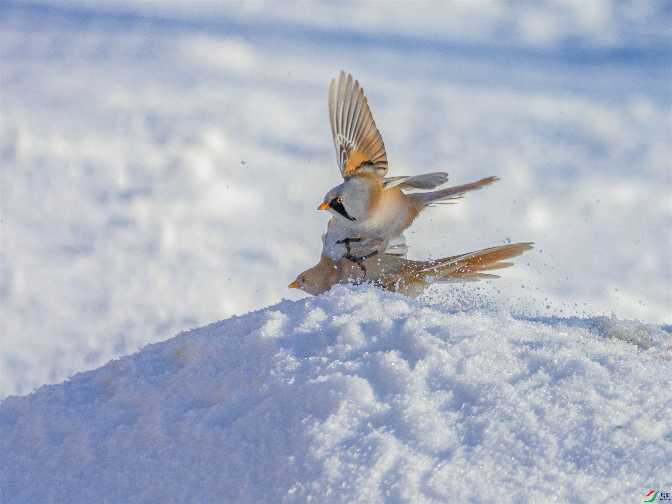 1K3A2431 ����1.jpg