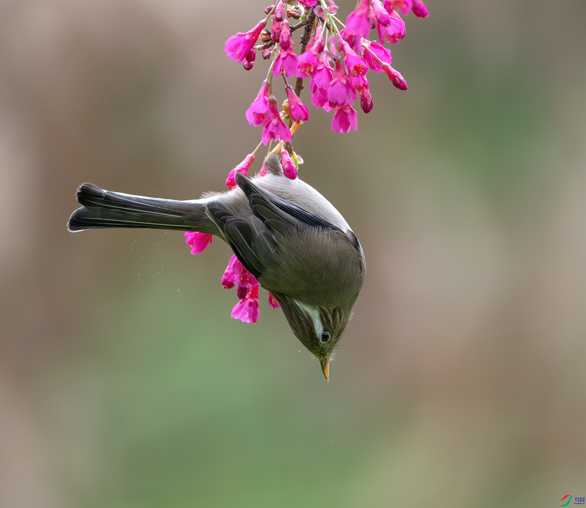 DSC_7563-����ǿ-NR ����.jpg