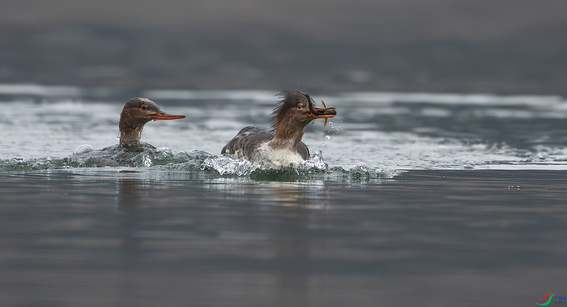 DSC_0442-����ǿ-NR ����.jpg