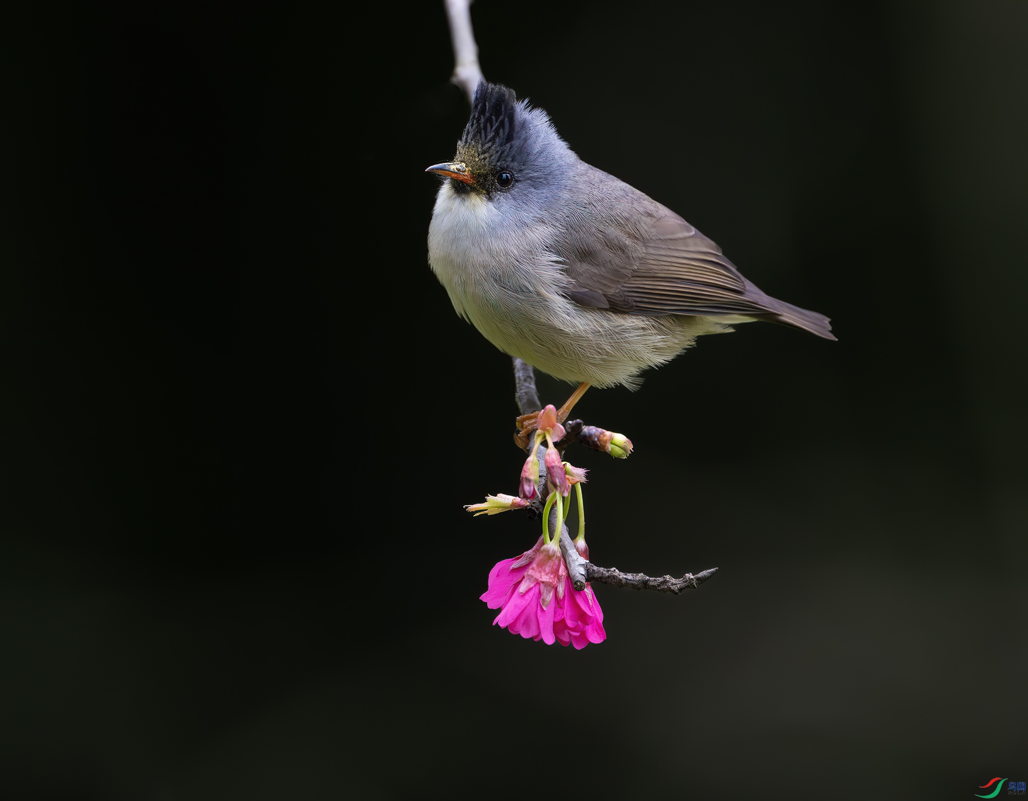 DSC_6627-����ǿ-NR ����.jpg