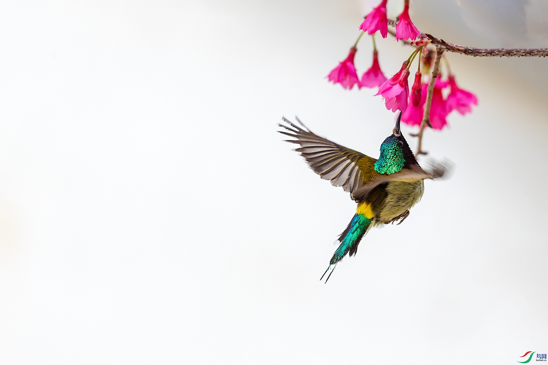 BF1I0462 ����_����.jpg