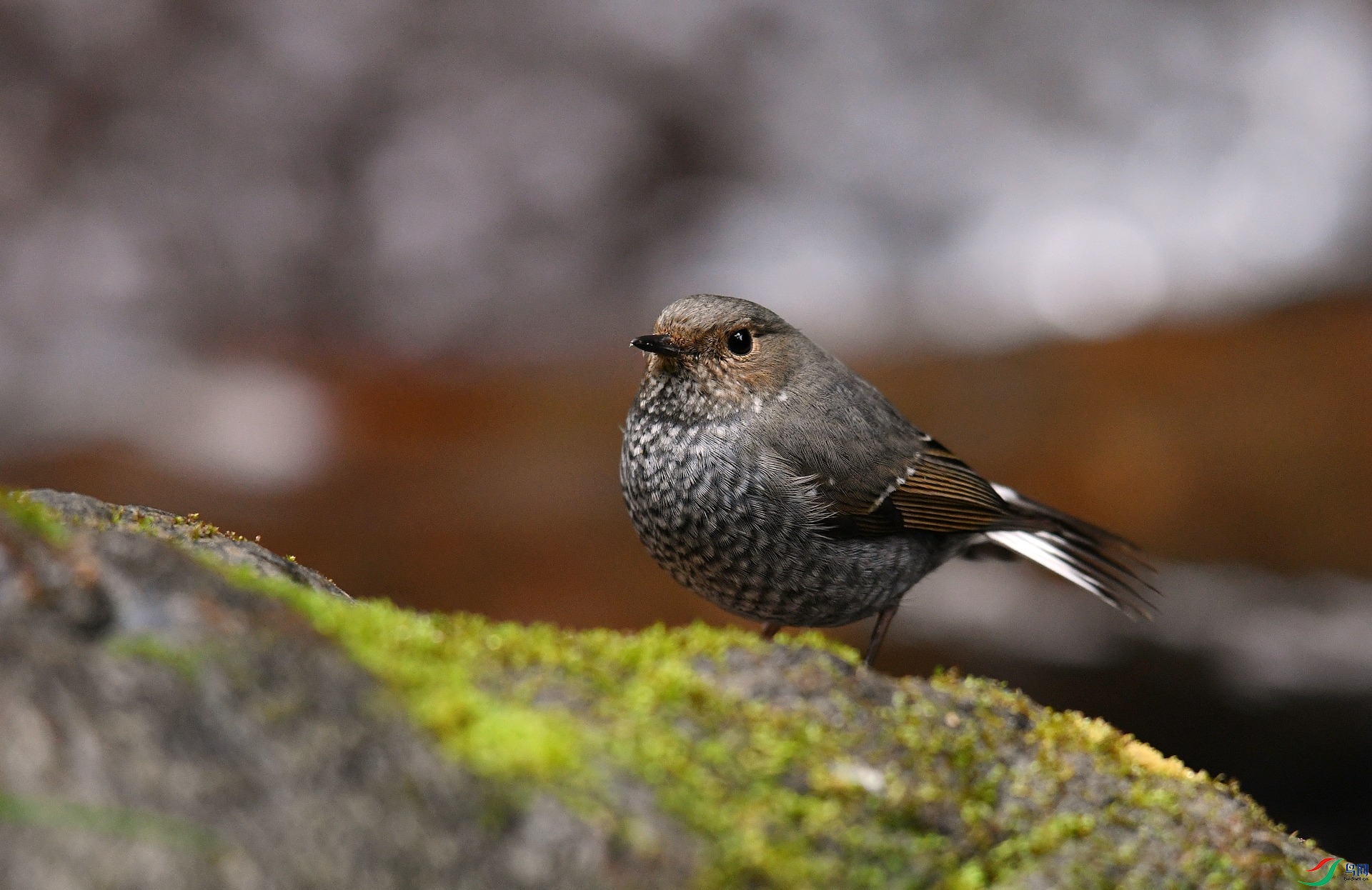 DSC_0540.jpg