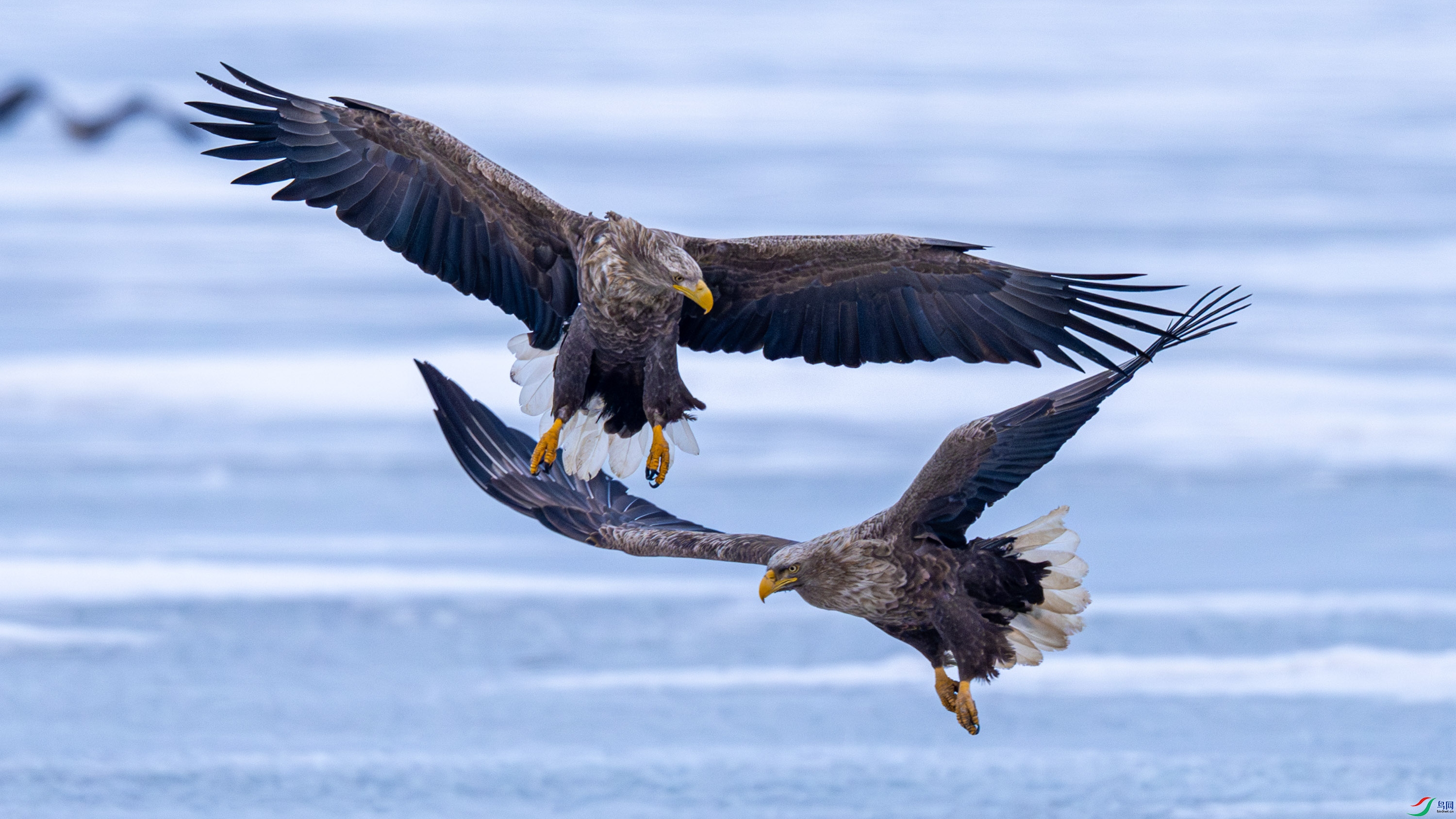 ��β����