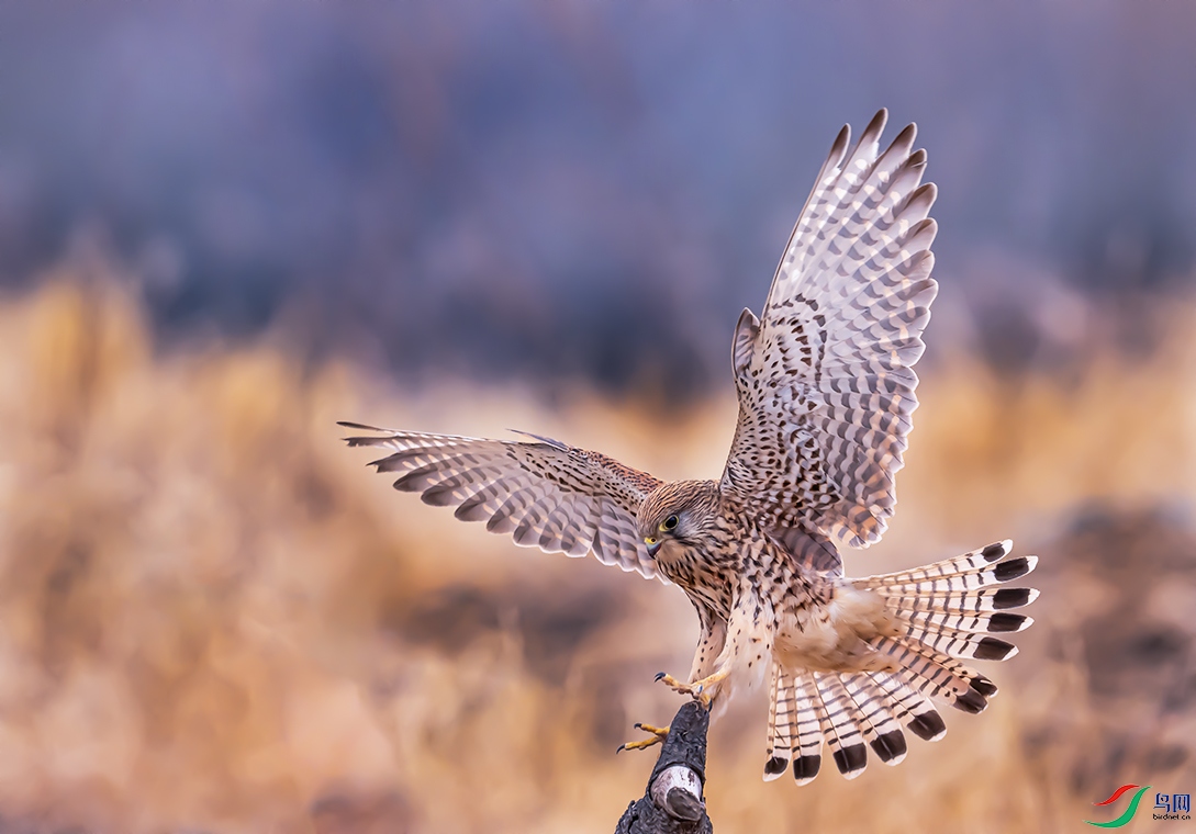 DSC_2258 ����--1.jpg