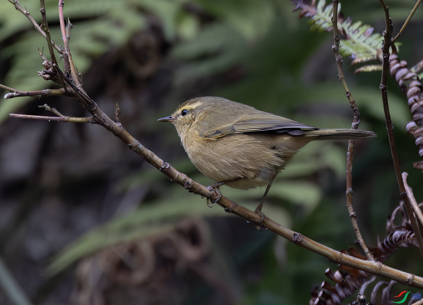 2I1A6034-����ǿ-NR ����.jpg