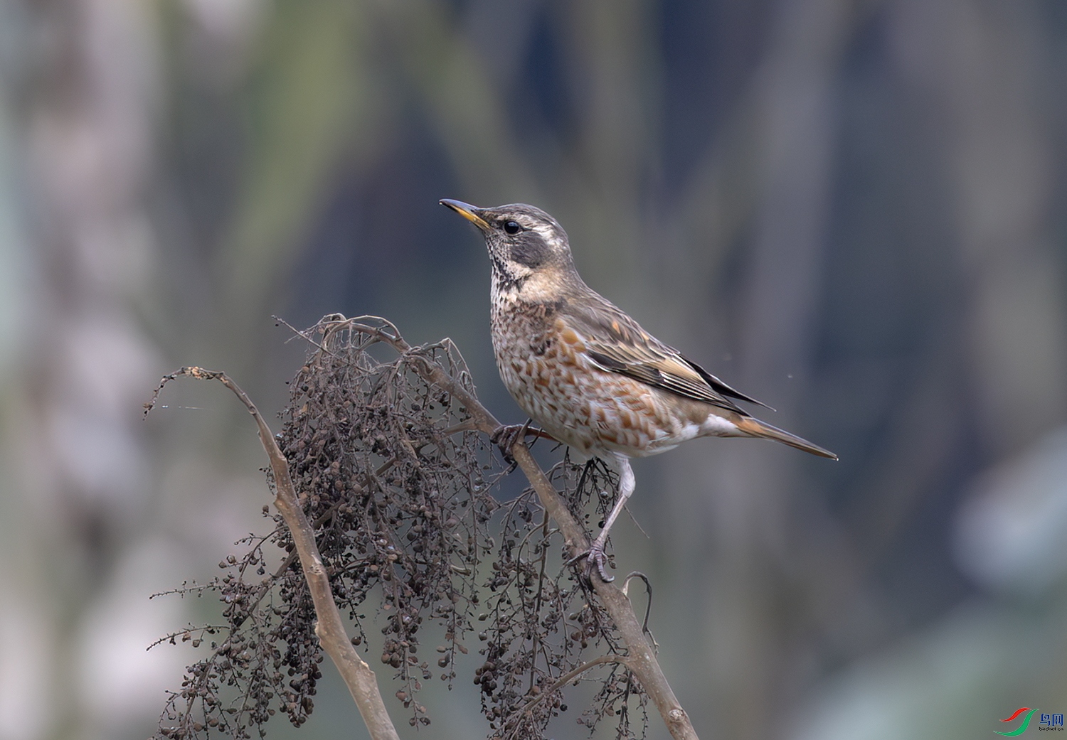 2I1A5836-����ǿ-NR ����.jpg