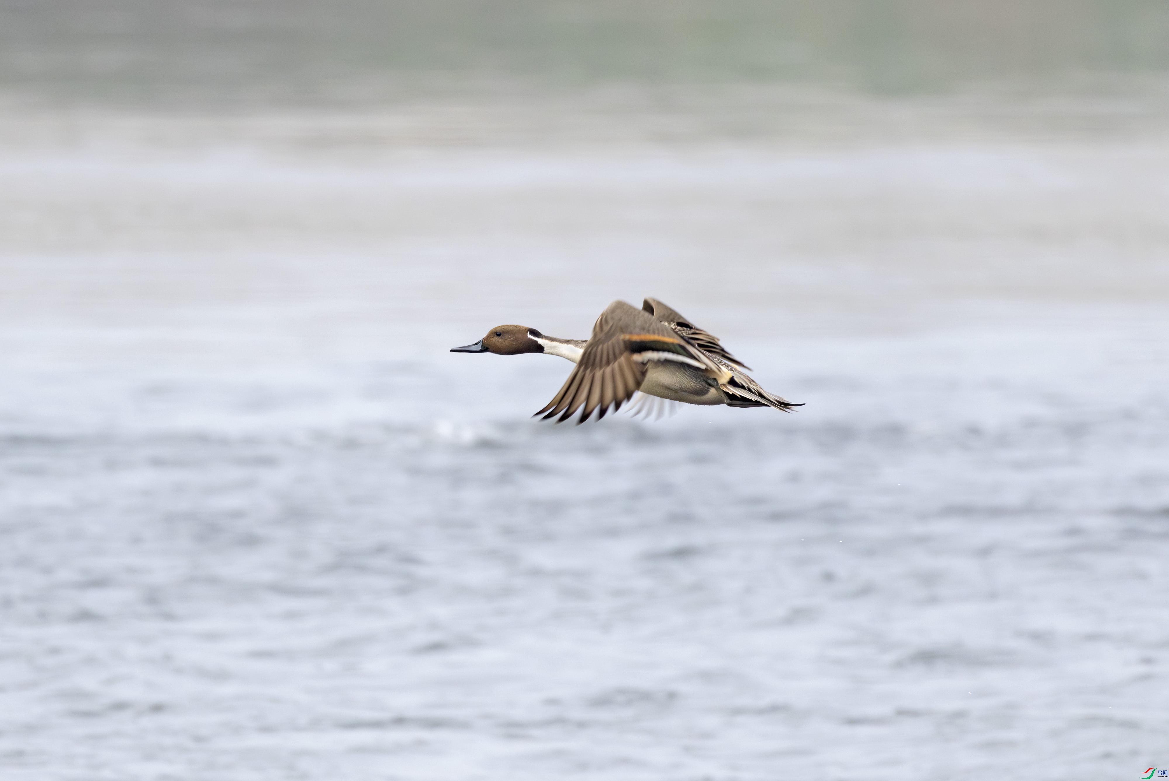 2I1A5237-����ǿ-NR ����.jpg