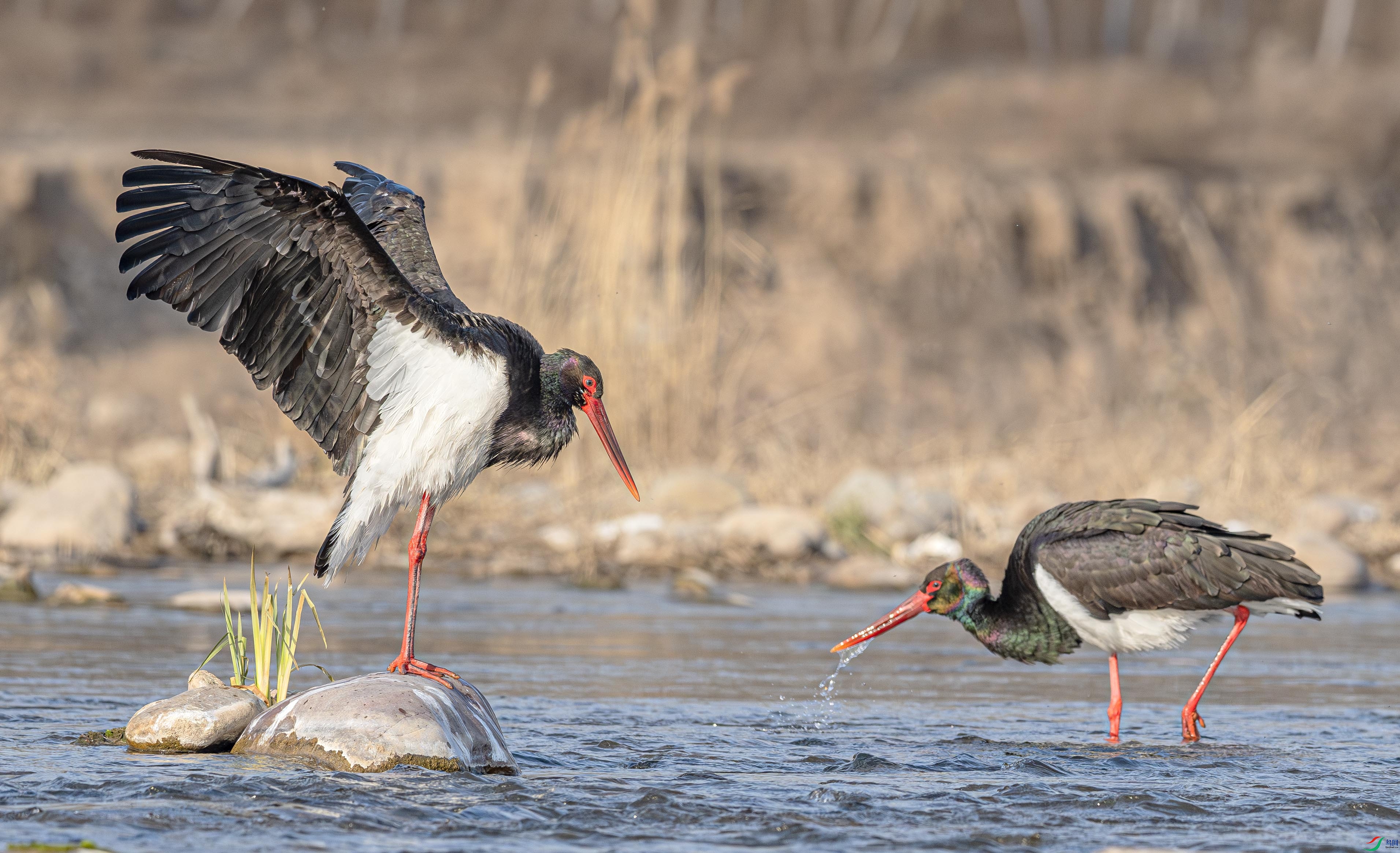 DSC_2243-����ǿ-NR ����.jpg