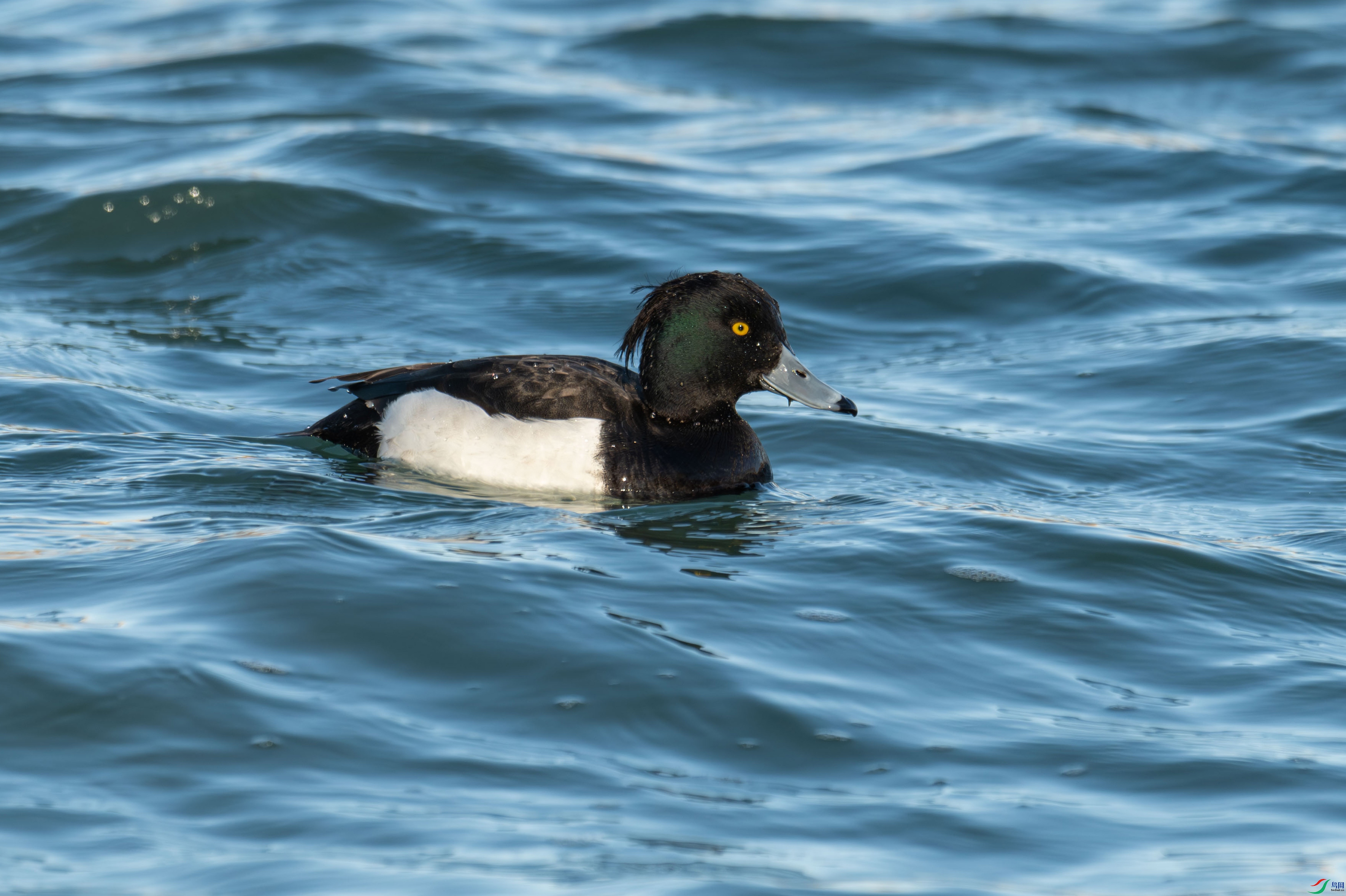 DSC_4793.jpg