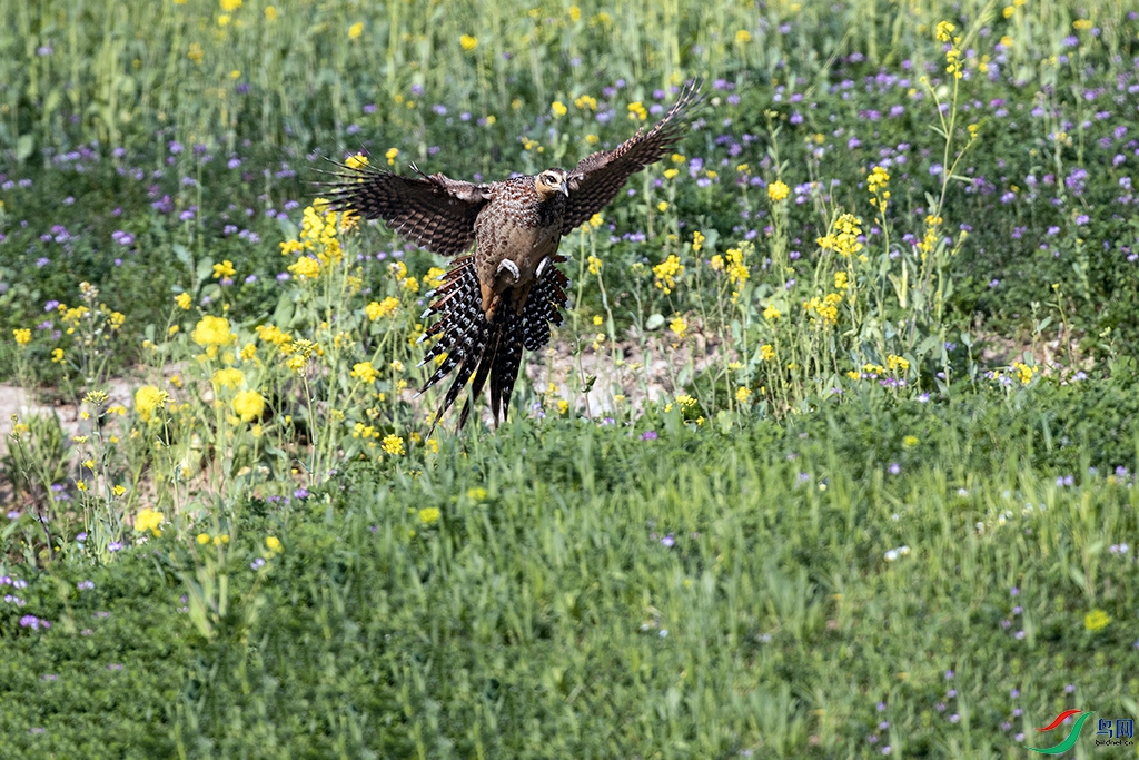 �׹ڳ�β��  ��