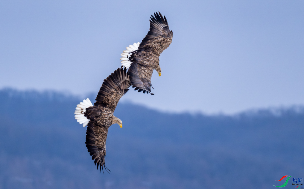 ˫�񲢷ɣ� ף����ʦ��Ʒ�ٻ���Ӱʦ�������ɸ��� 20.png