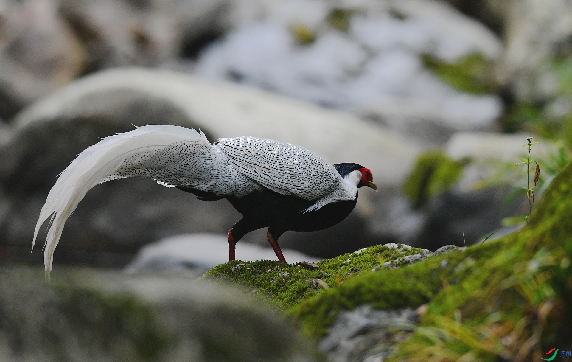 DSC_0441.jpg