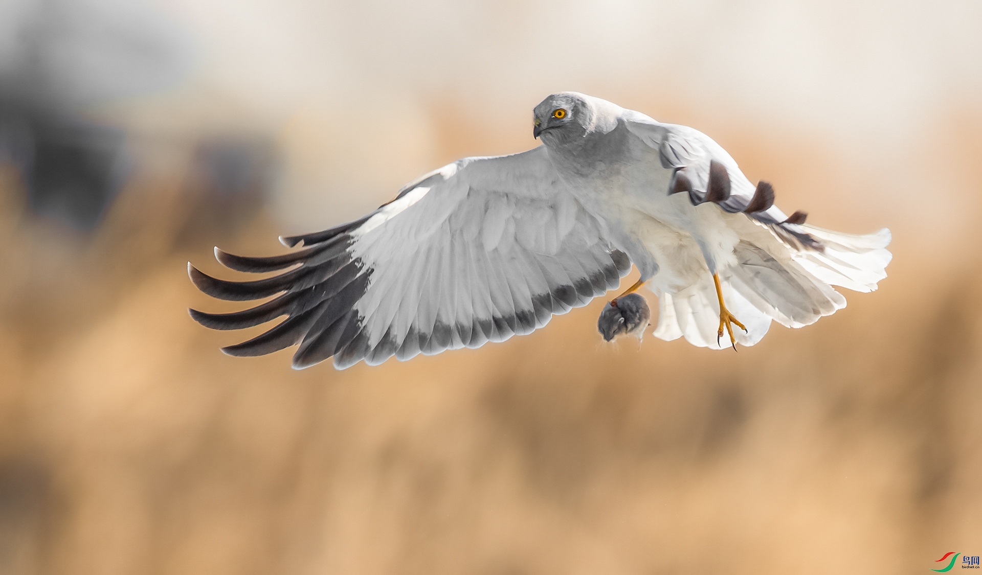 AK8I6508����  02.jpg