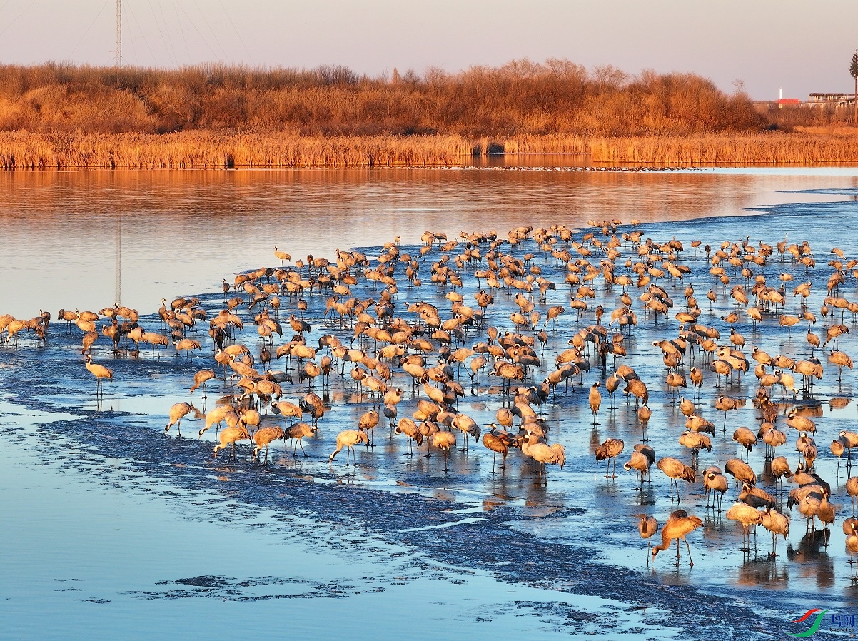 Ϧ���µĻҺ�