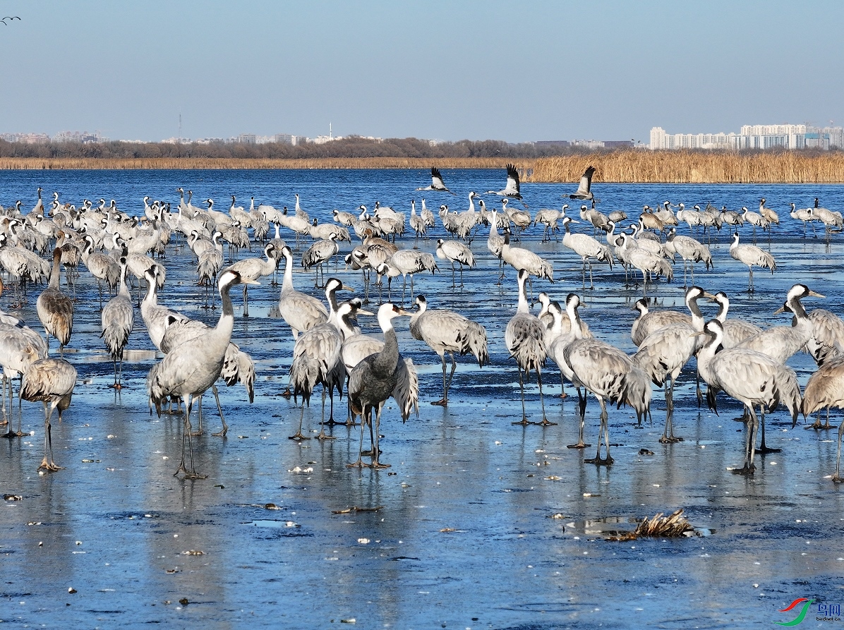 �����ϵİ�ͷ�׺ͻҺ�Ⱥ