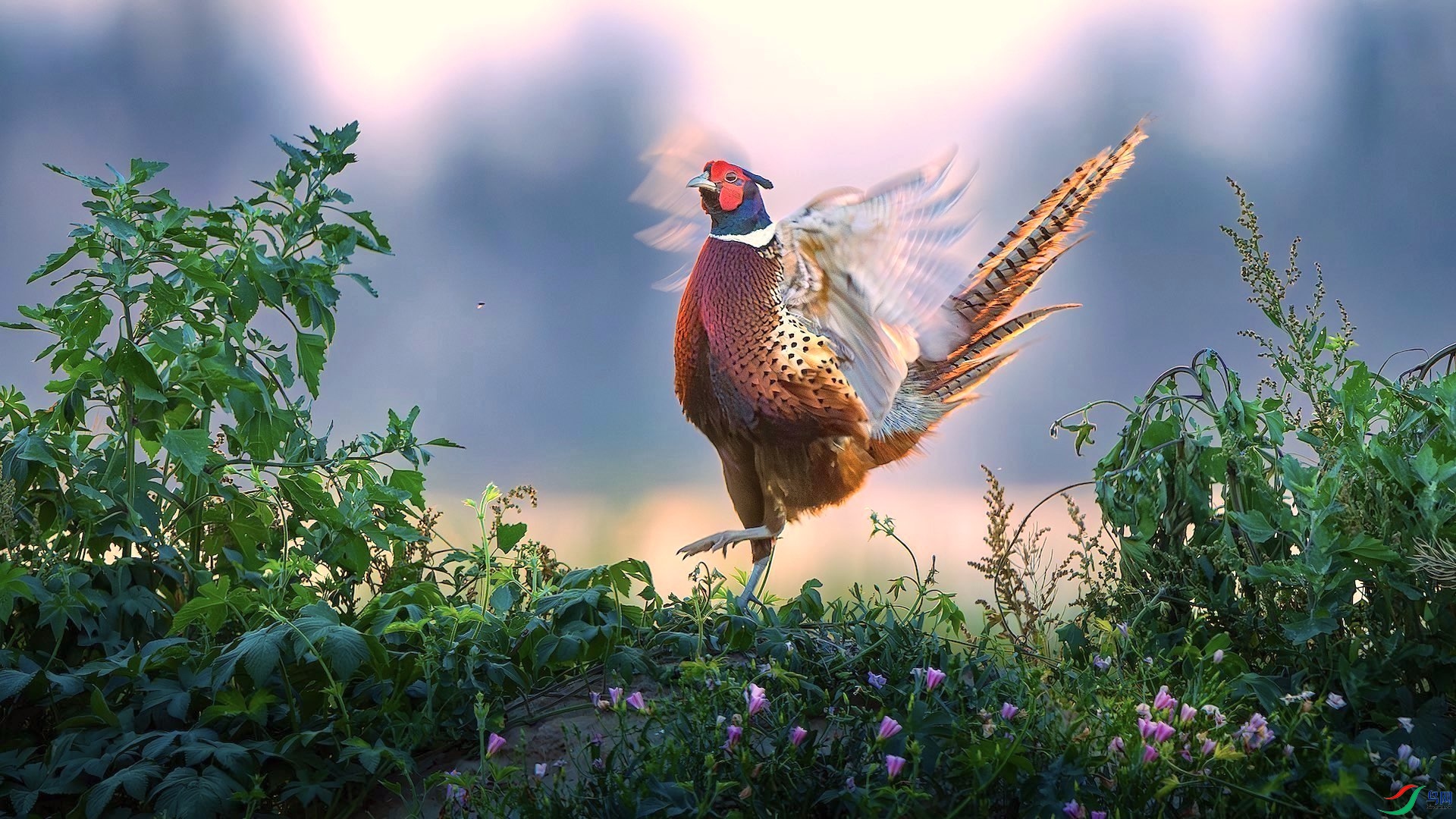 1_DSC1356-����ǿ-NR ���� 2.jpeg