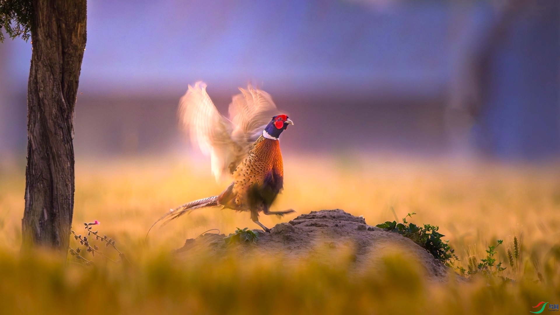 1_DSC8814-����ǿ-NR ����.jpeg