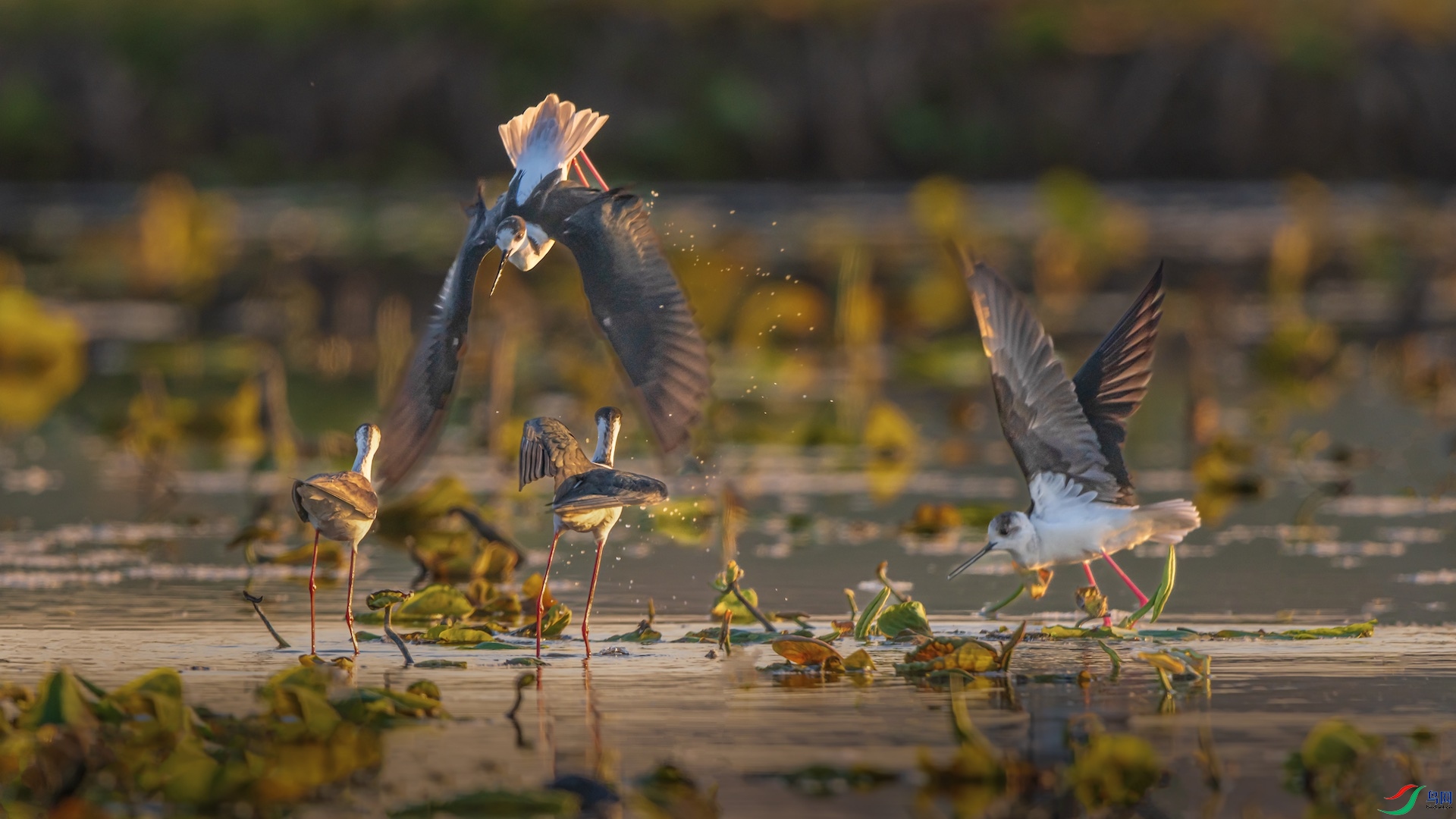 1_XXI1475-1 ����.jpeg