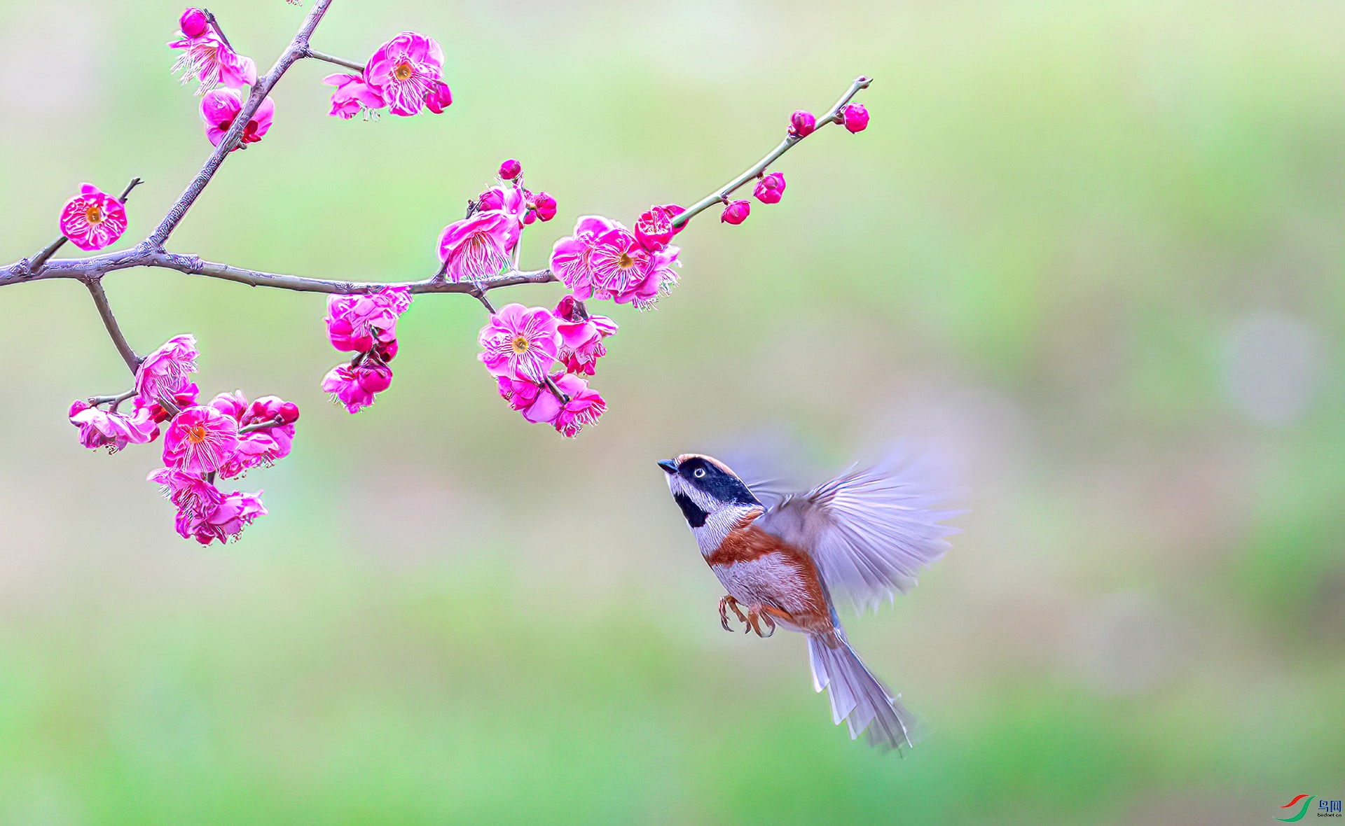 060A0523 ����-Sh---1 .jpg