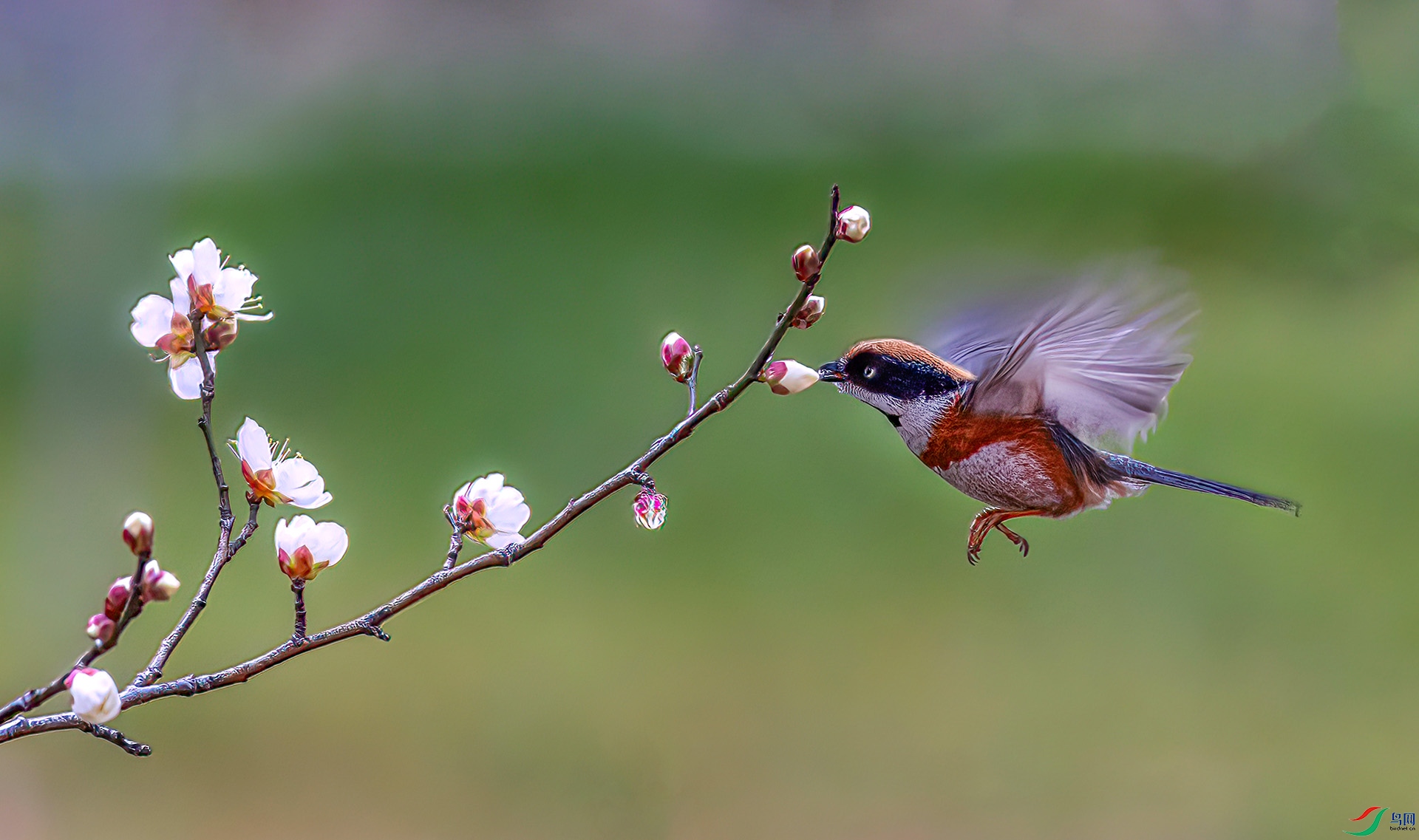 060A0573 ����-Sh----1 .jpg