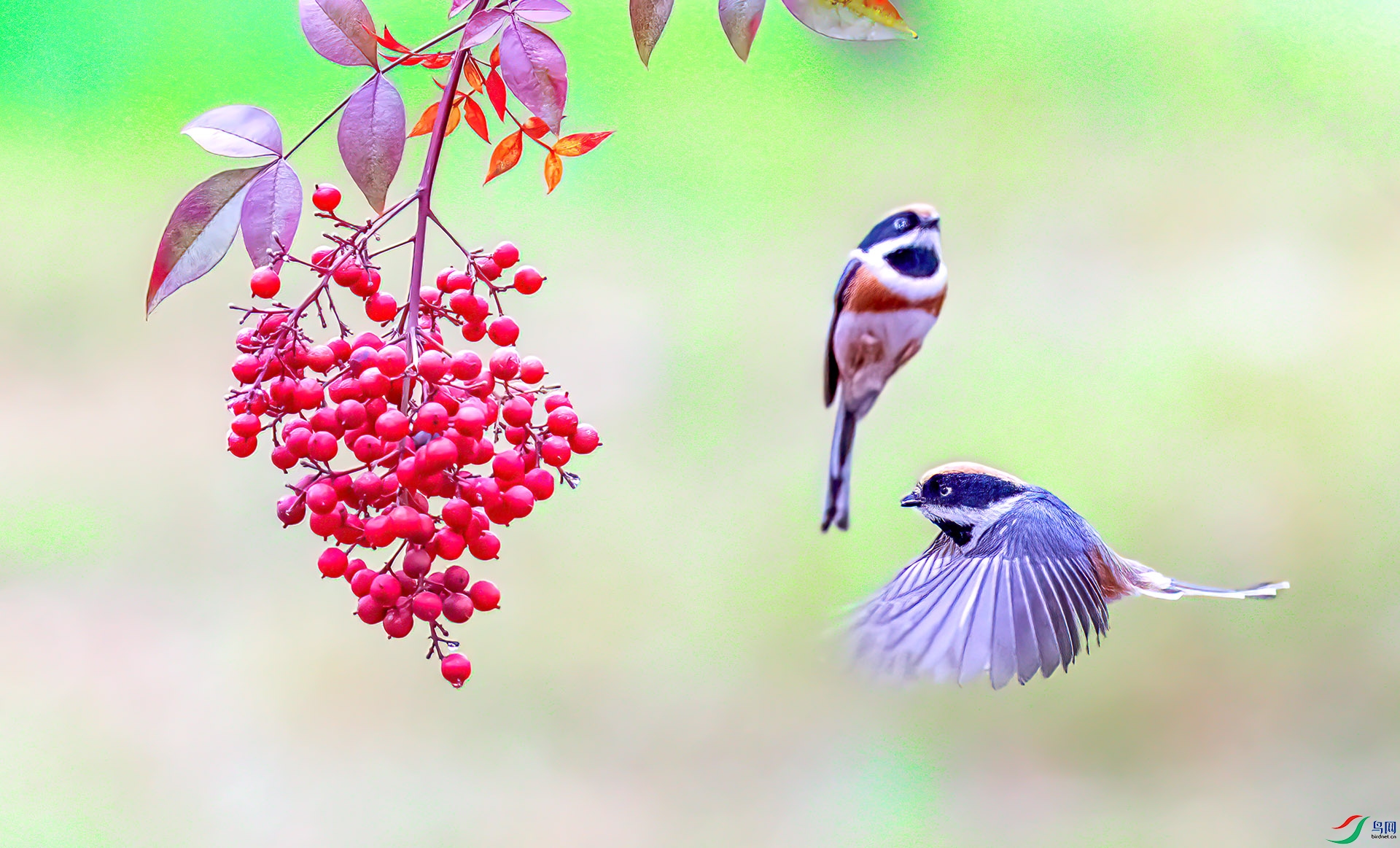 060A0700 ����-Sh---1 .jpg