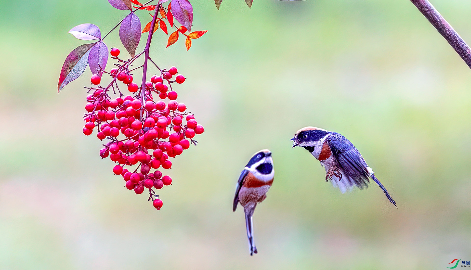 060A0698 ����-Sh---1+.jpg