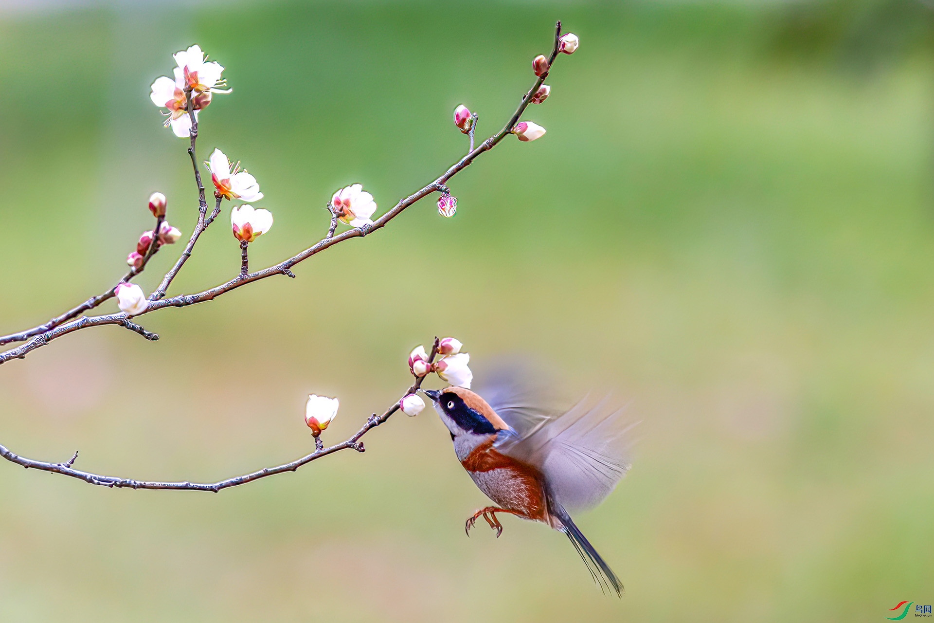 060A1037 ����-Sha----1 .jpg