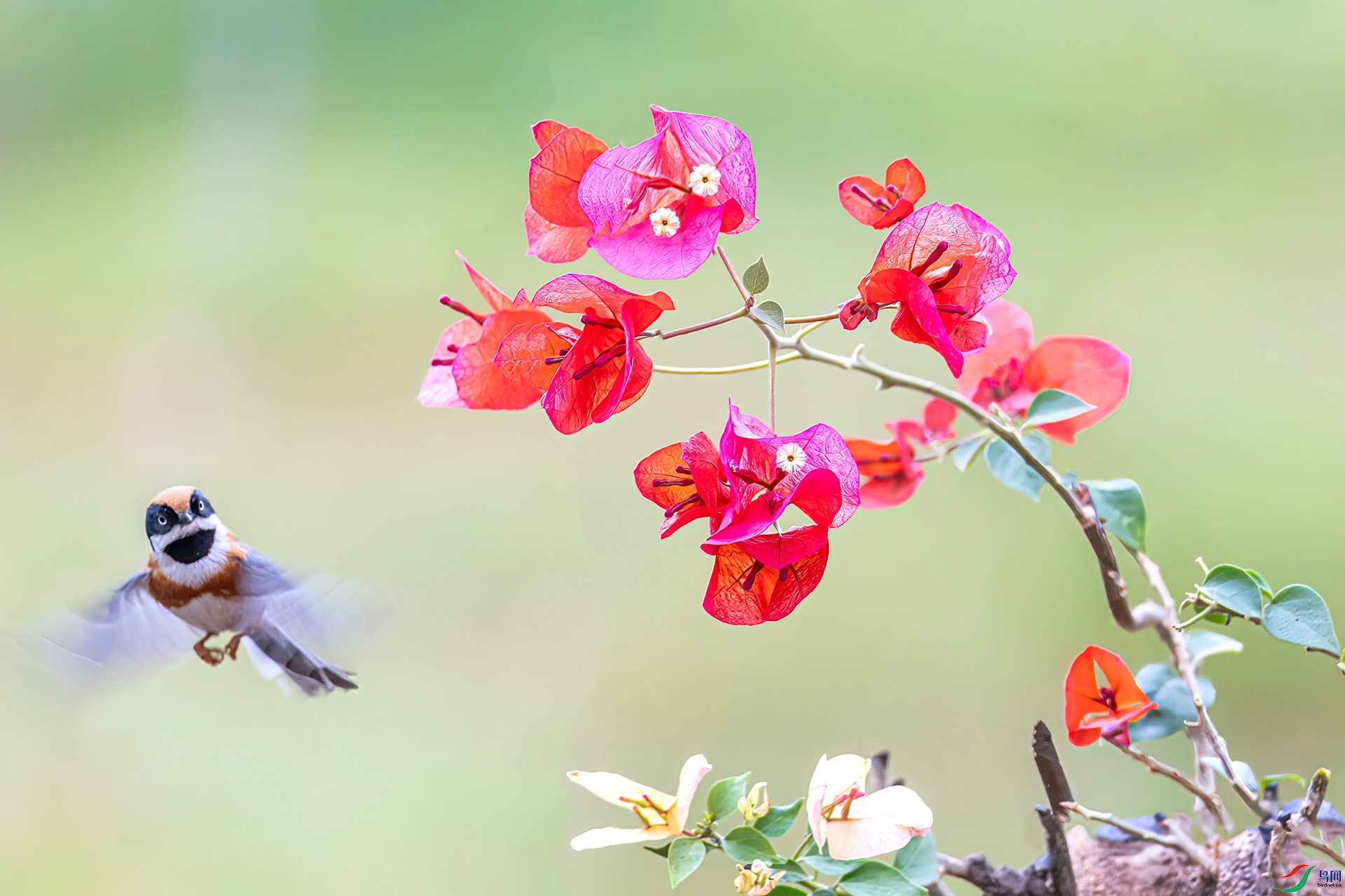 060A2419 ����-Shar---1 .jpg