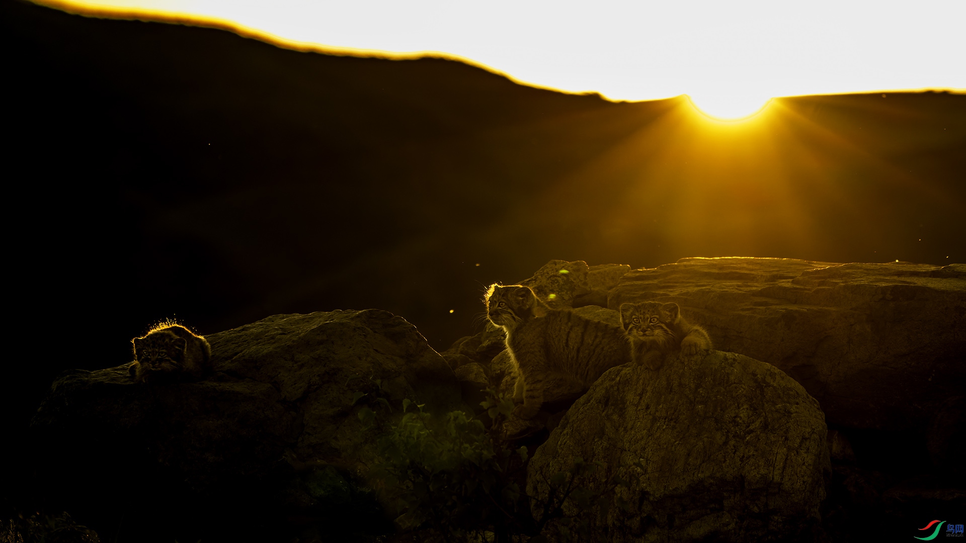 _CYG6467-NEF_DxO_DeepPRIME ����.jpg