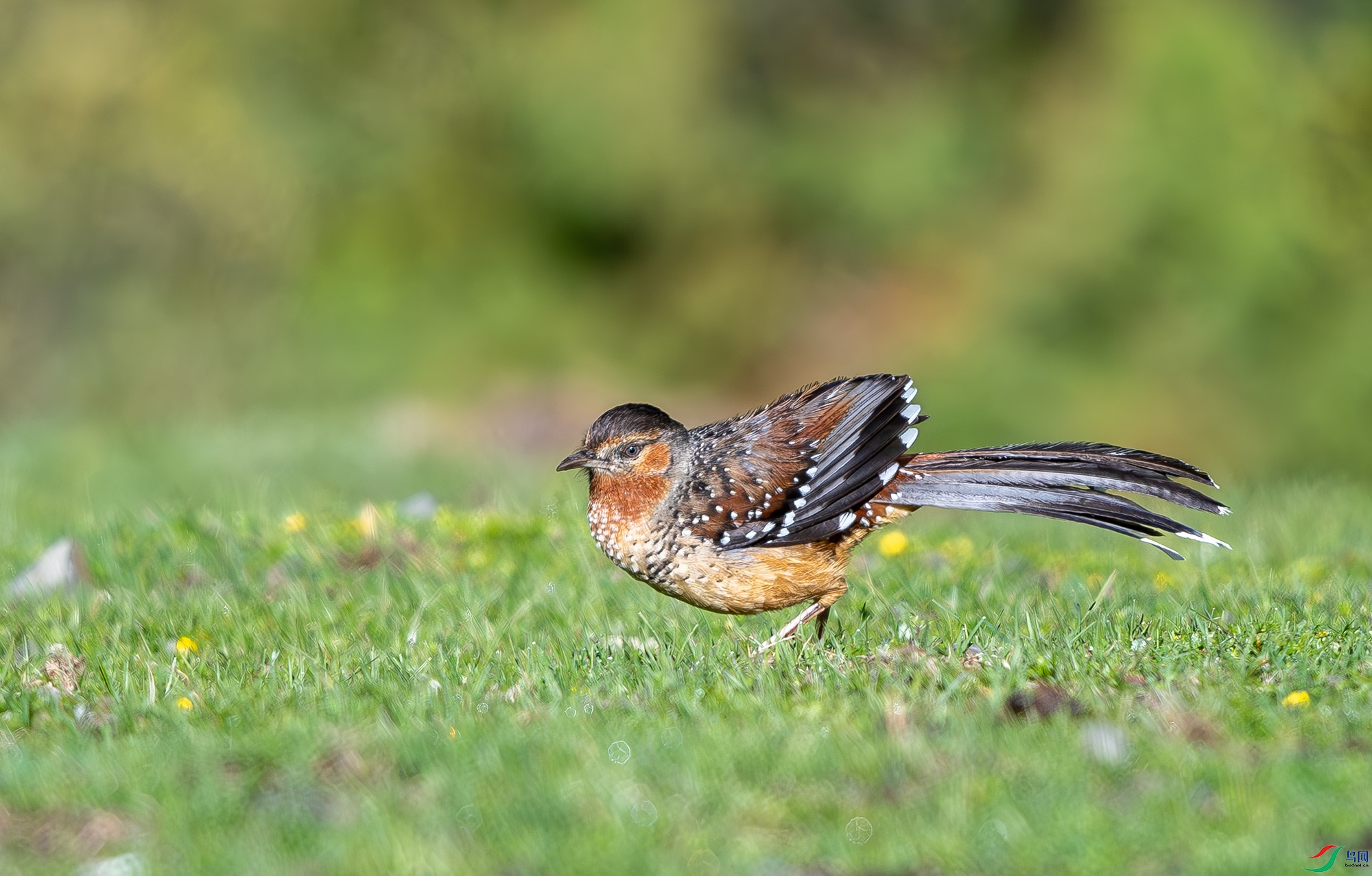 DSC_3333.jpg