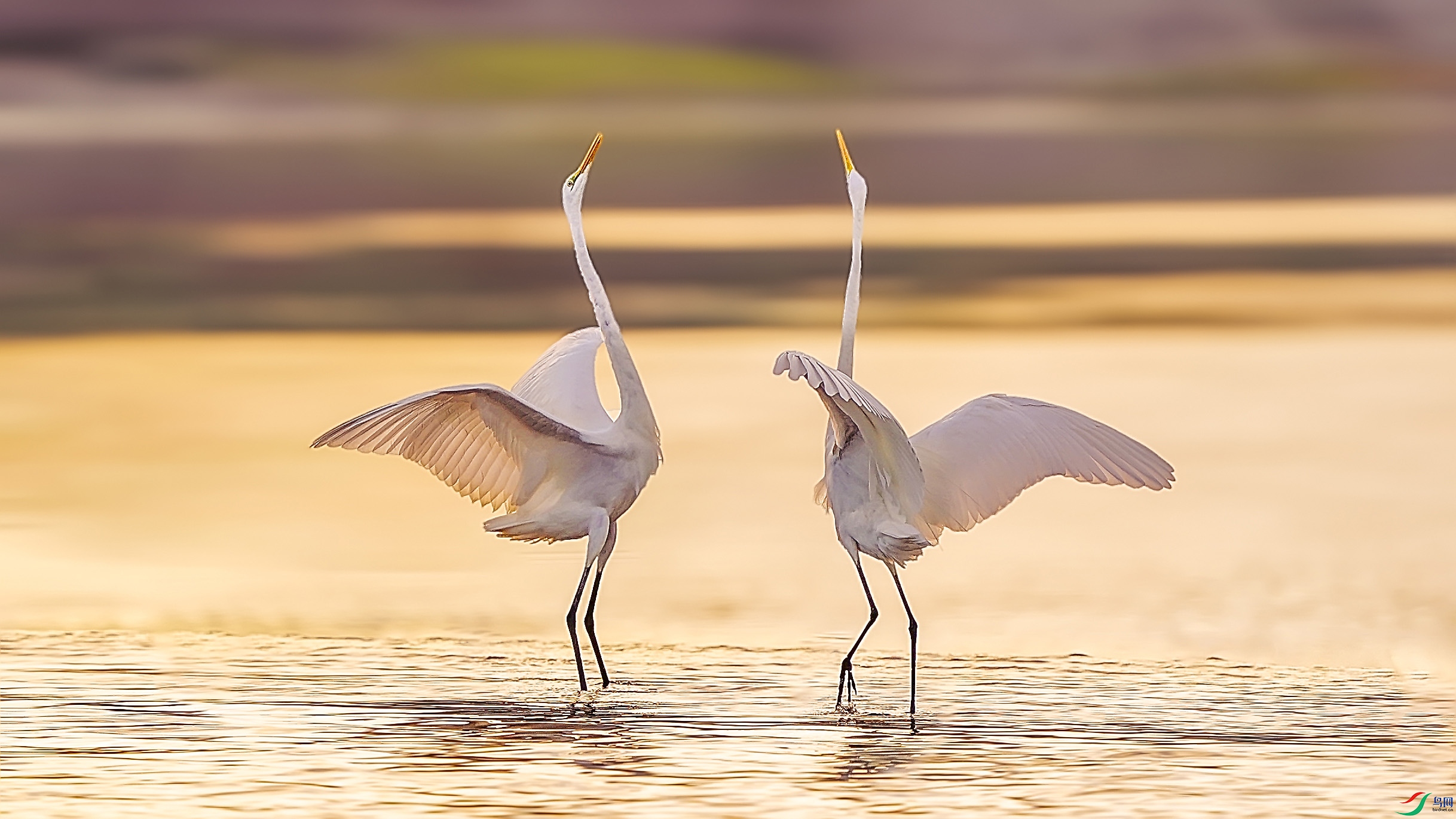 ���˫˫��2 ����.jpg