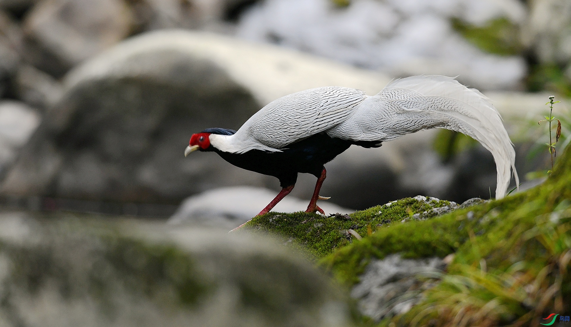 DSC_0437.jpg