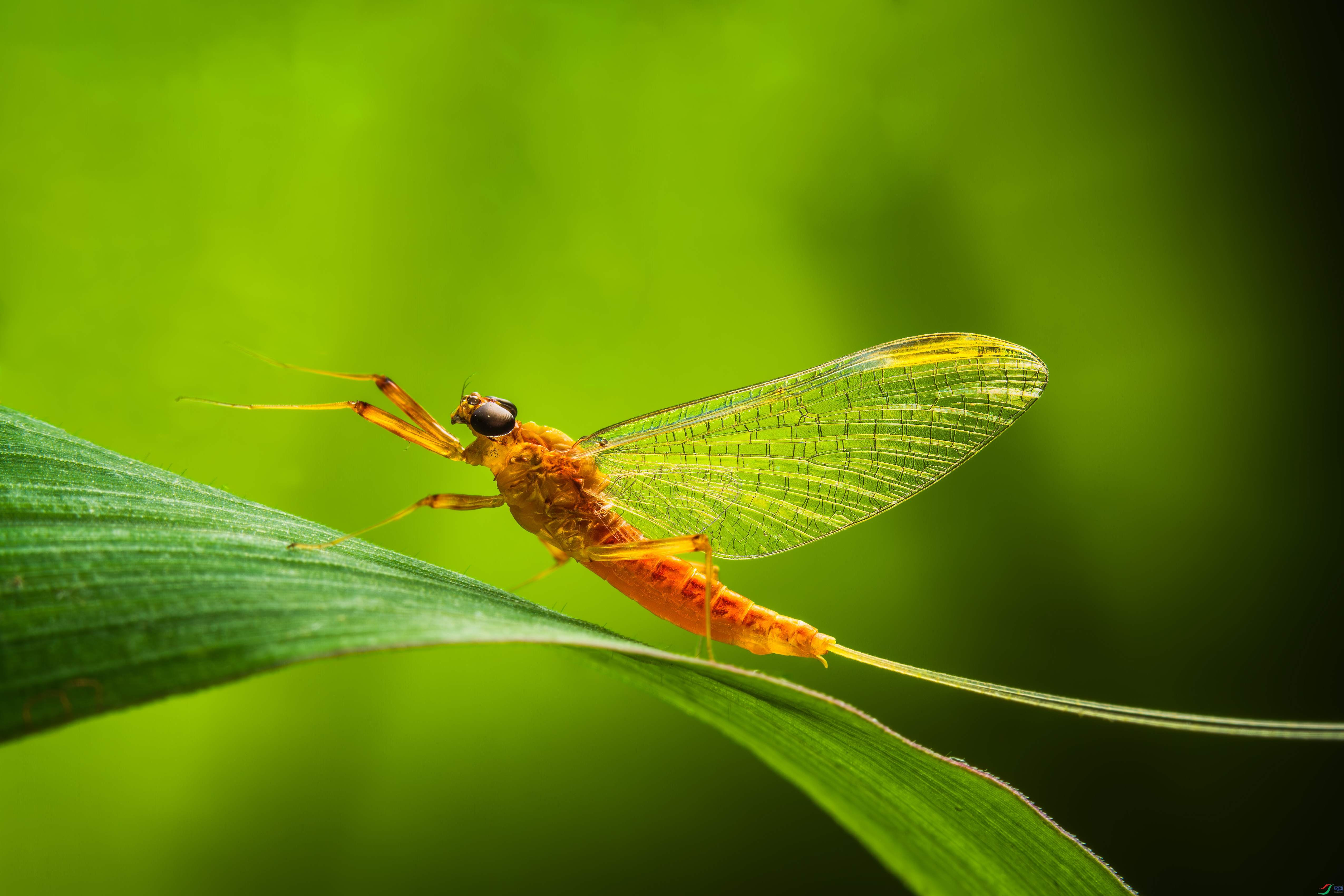 ����ĺ�� - ����.jpg