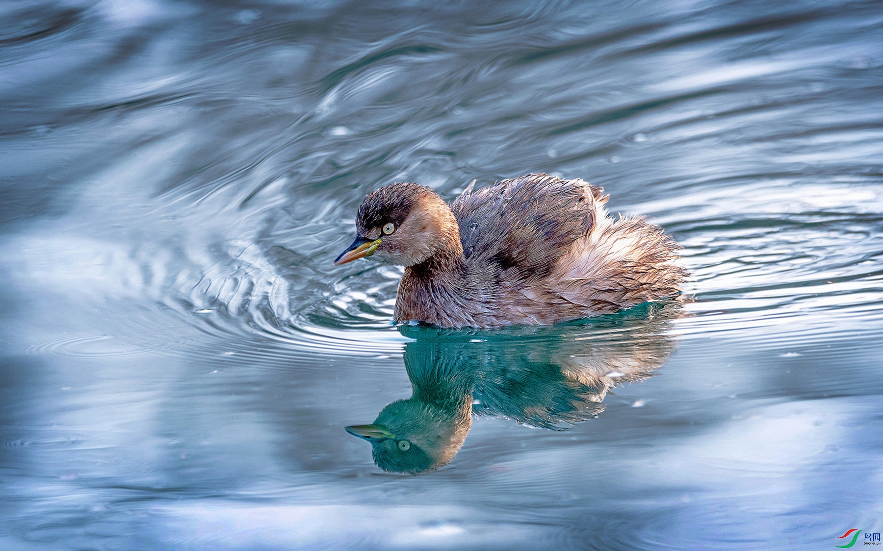 DWB_4128 - ����.jpg