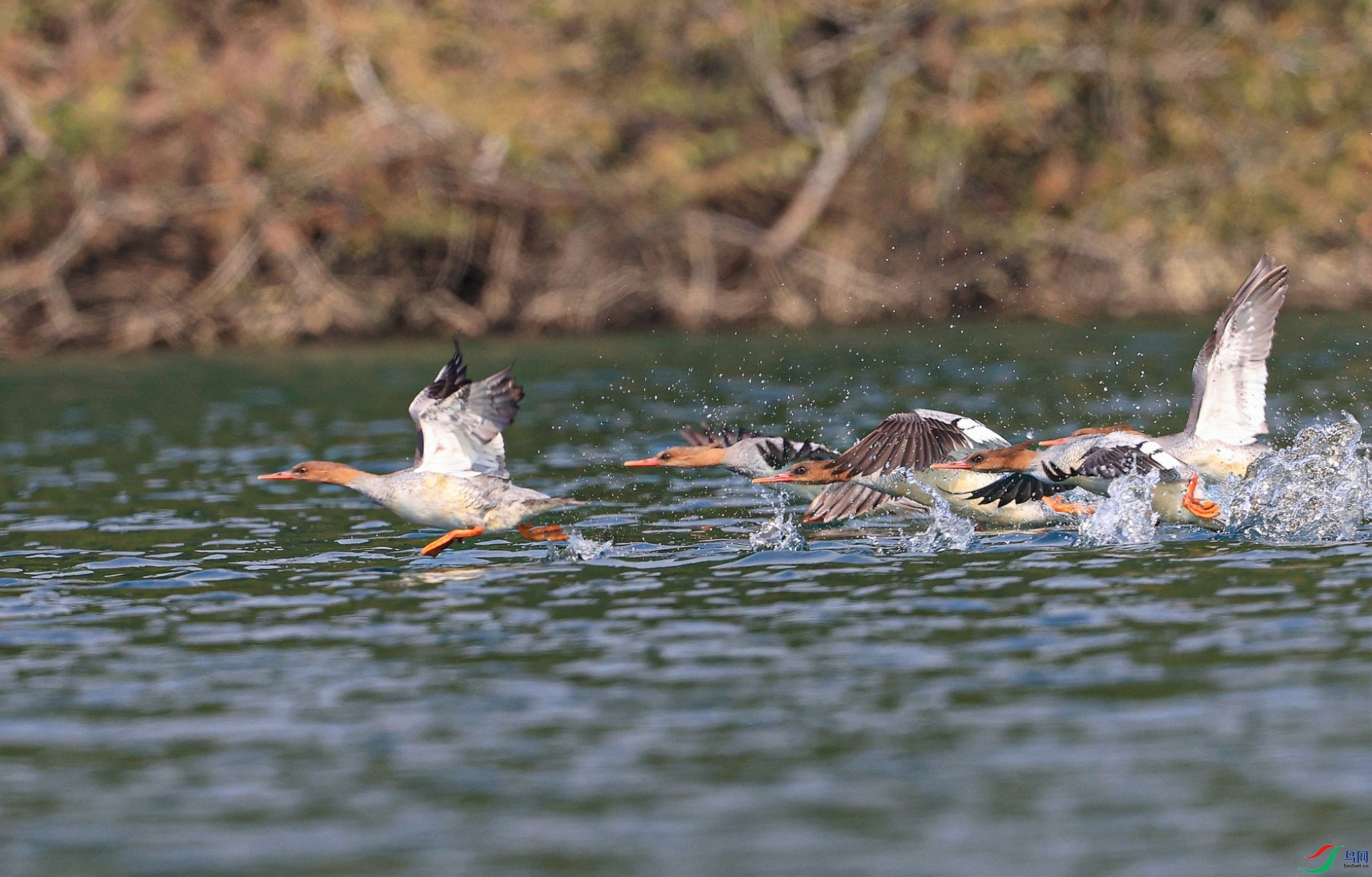 ����AK1I4931�� �̡�������.jpg