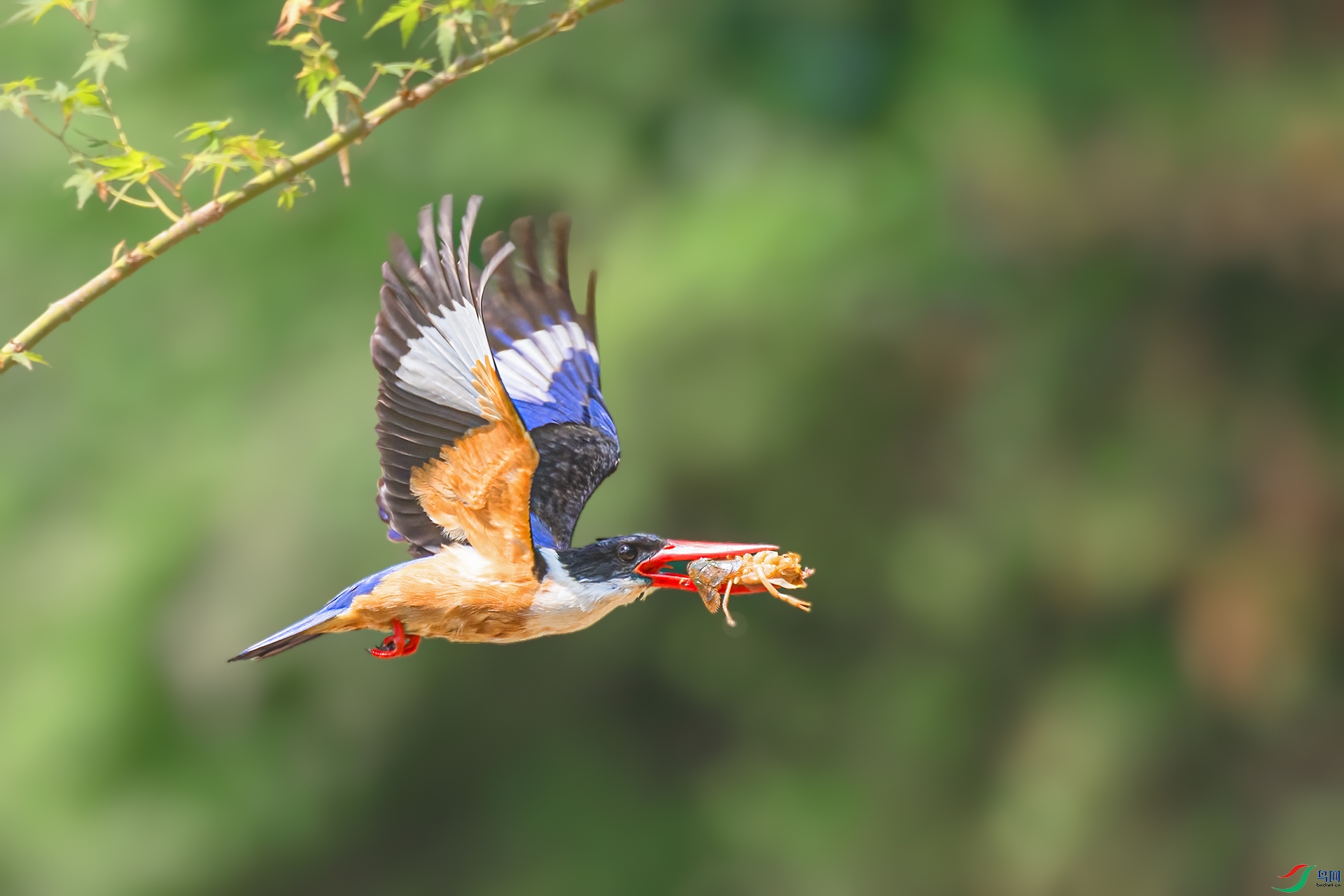 DSC_4004 ����.jpg