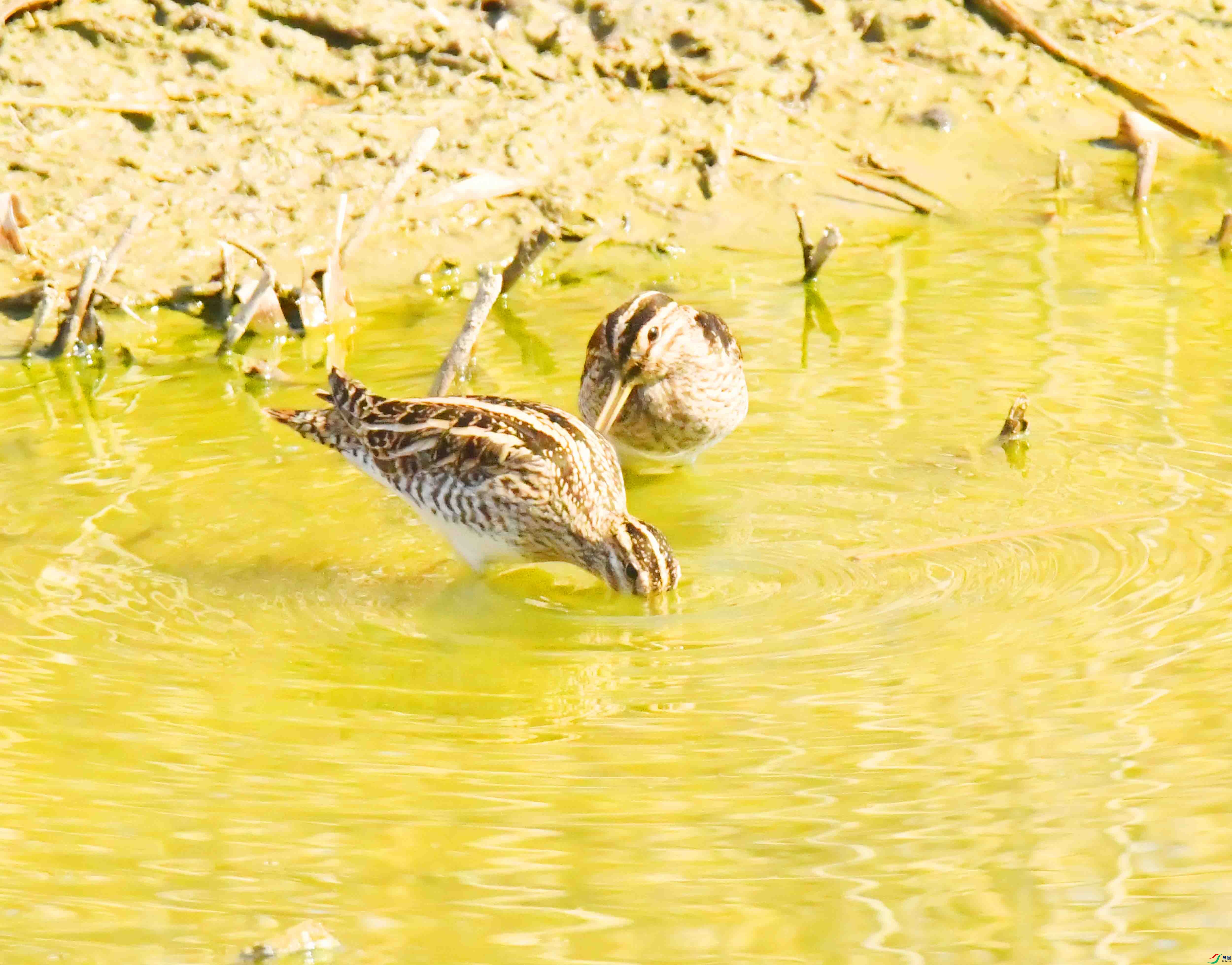 DSC_1526.JPG