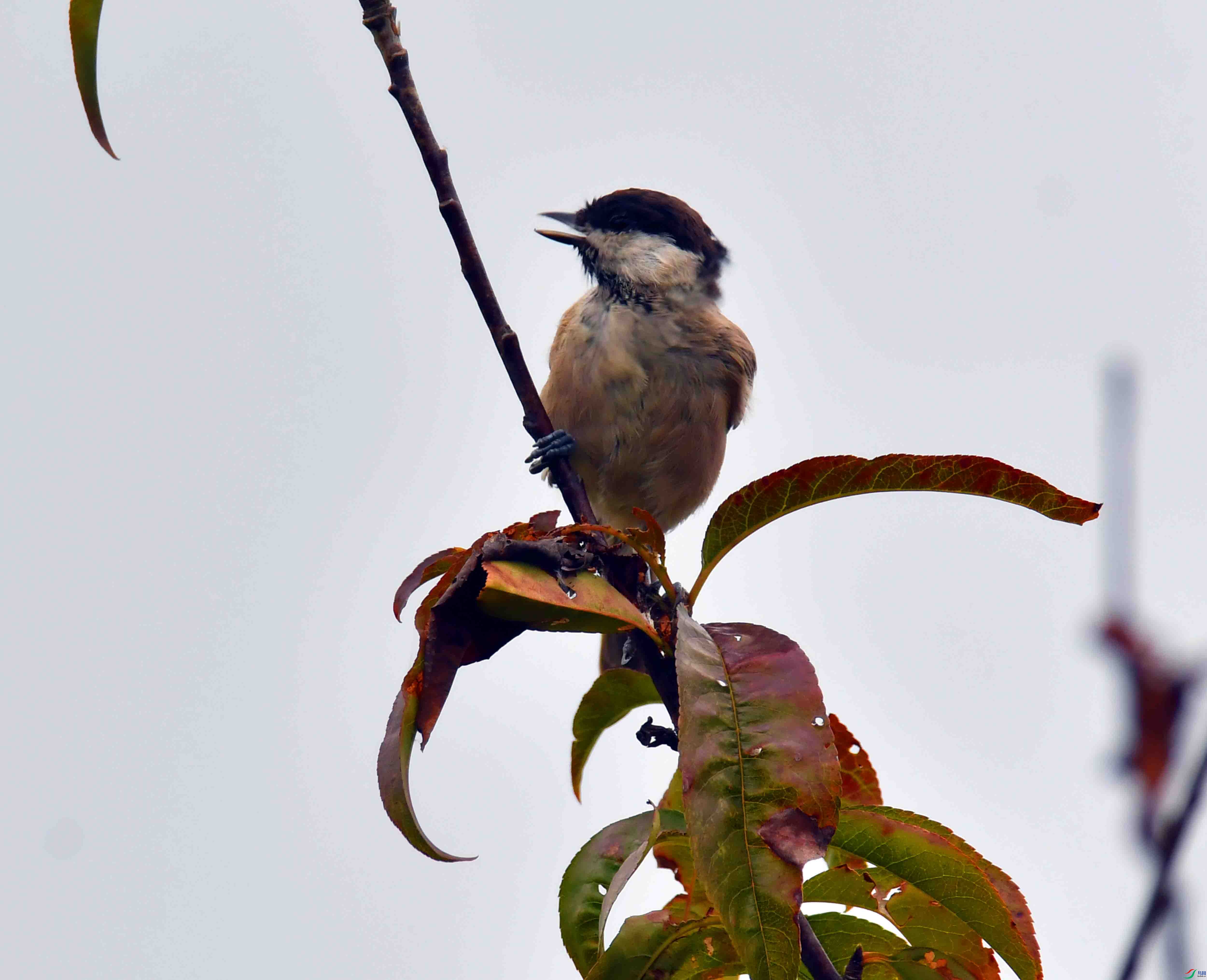 DSC_4597.JPG
