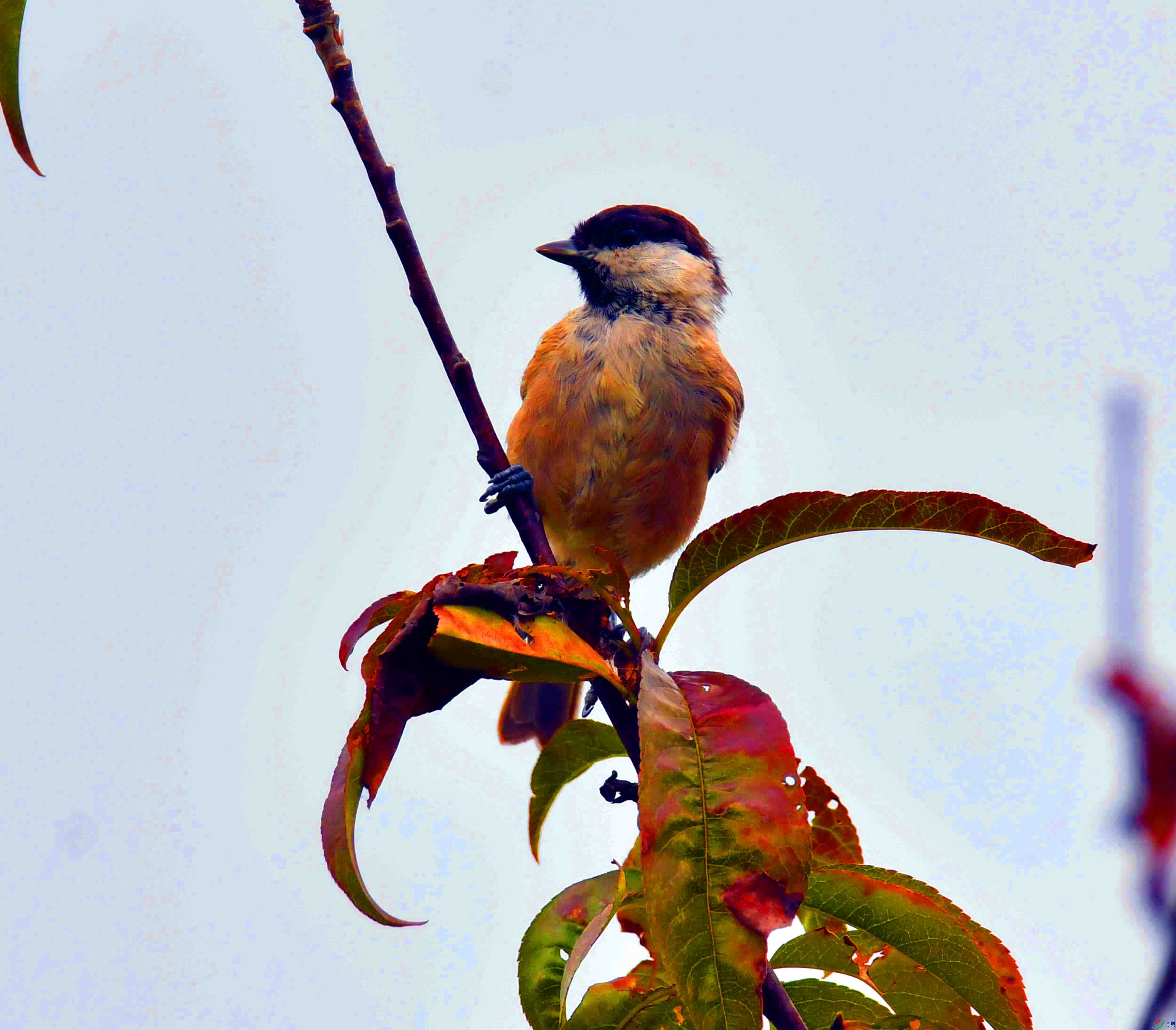 DSC_4603.JPG