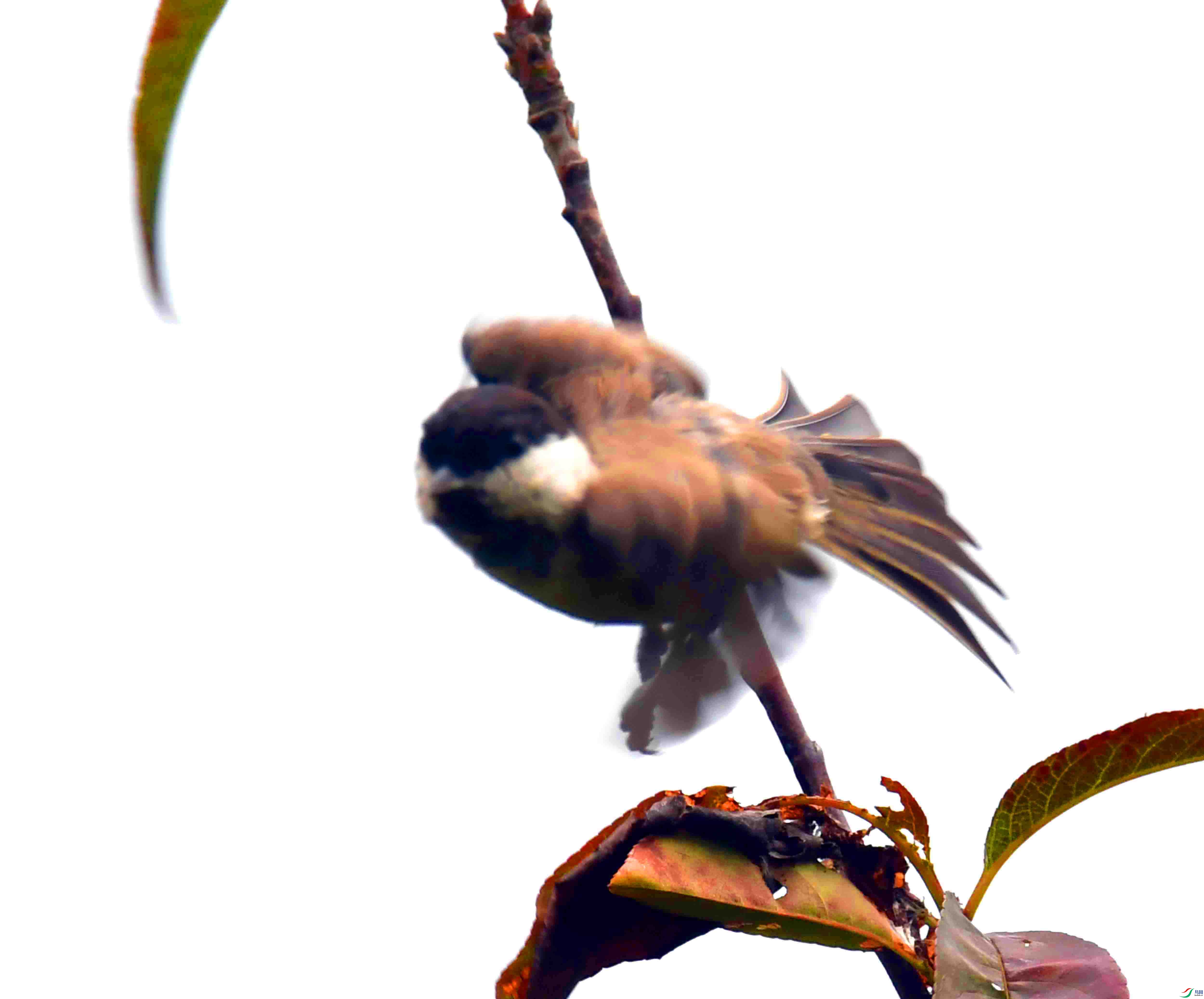 DSC_4604.JPG