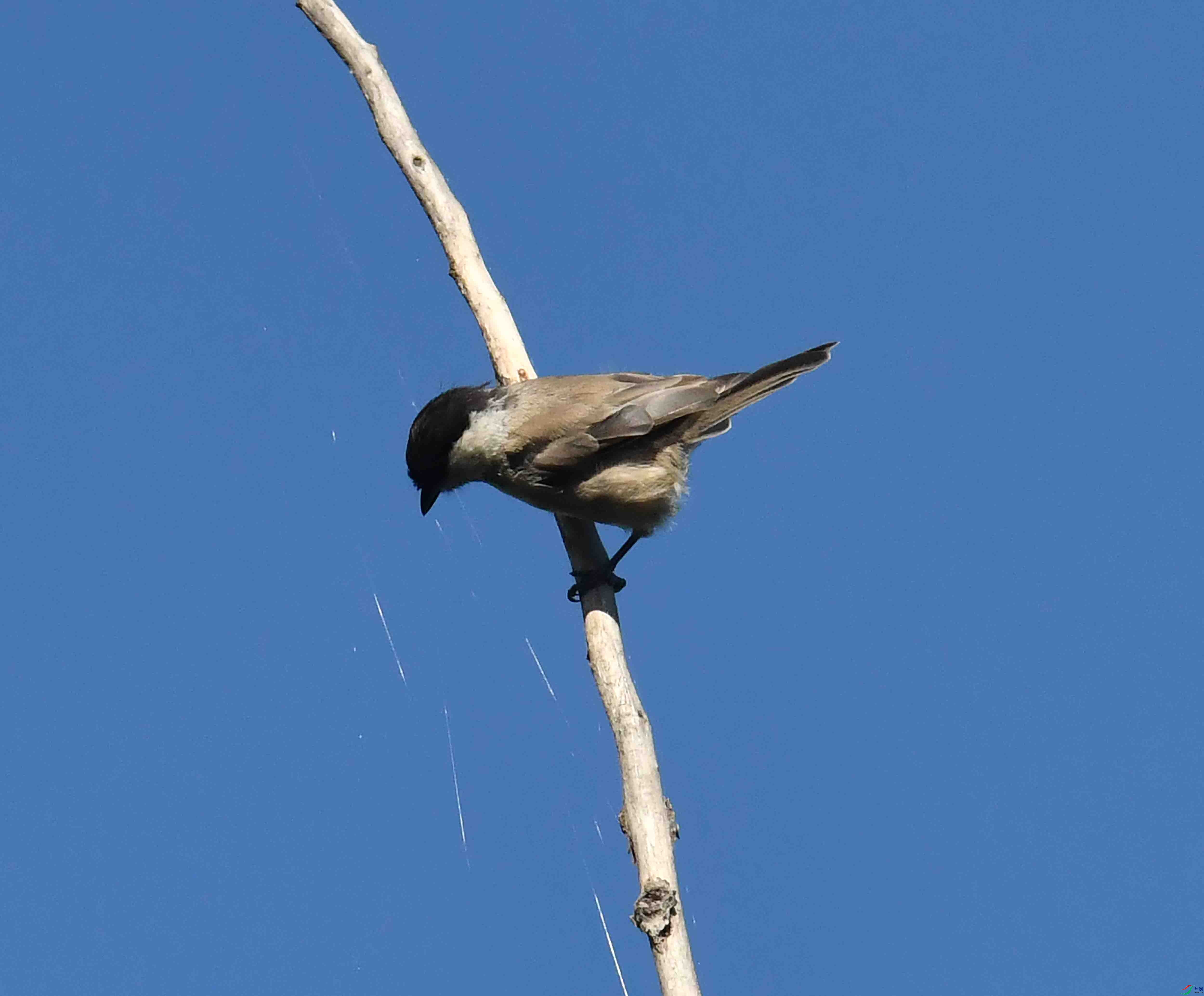DSC_7388.JPG