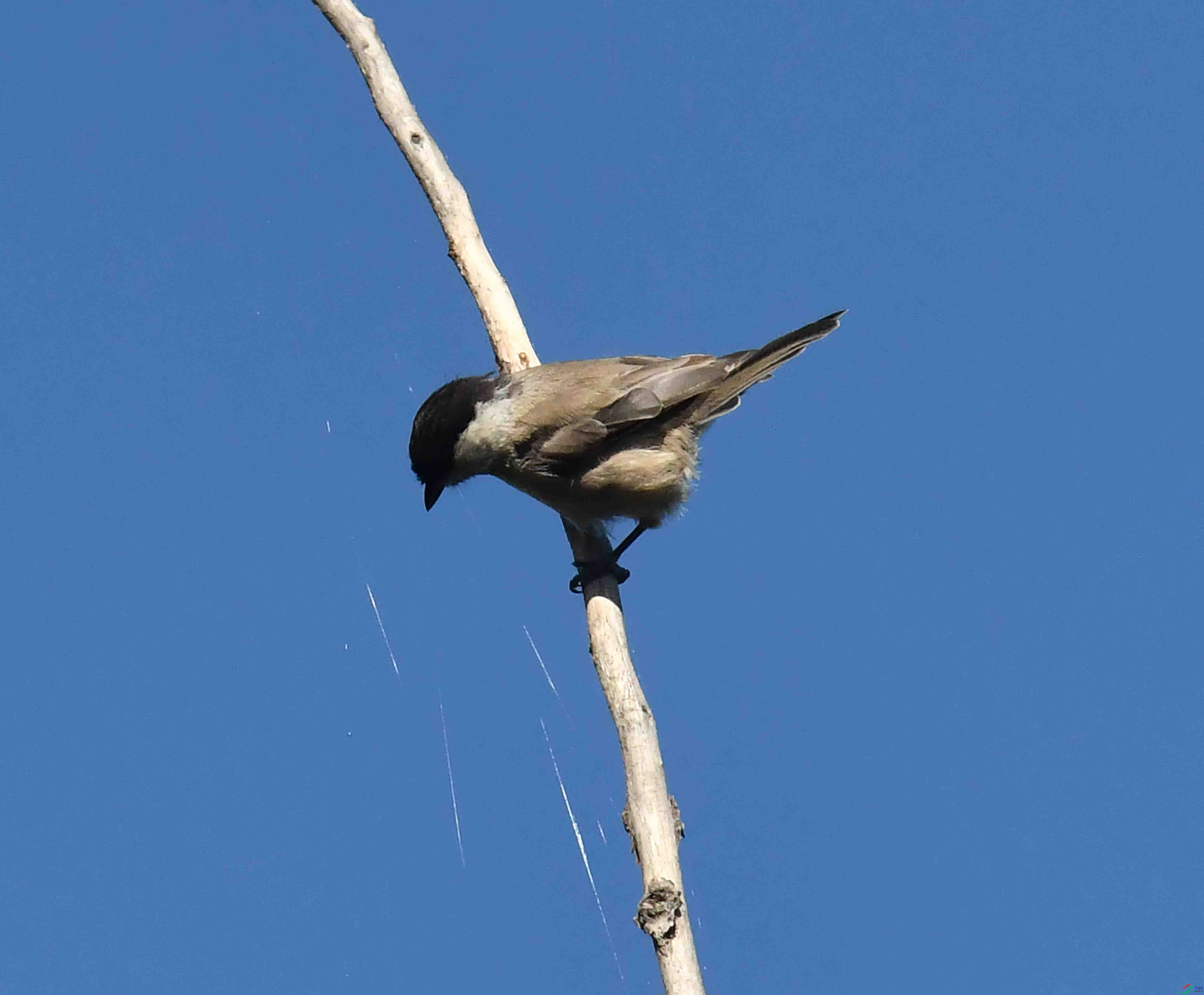 DSC_7389.JPG
