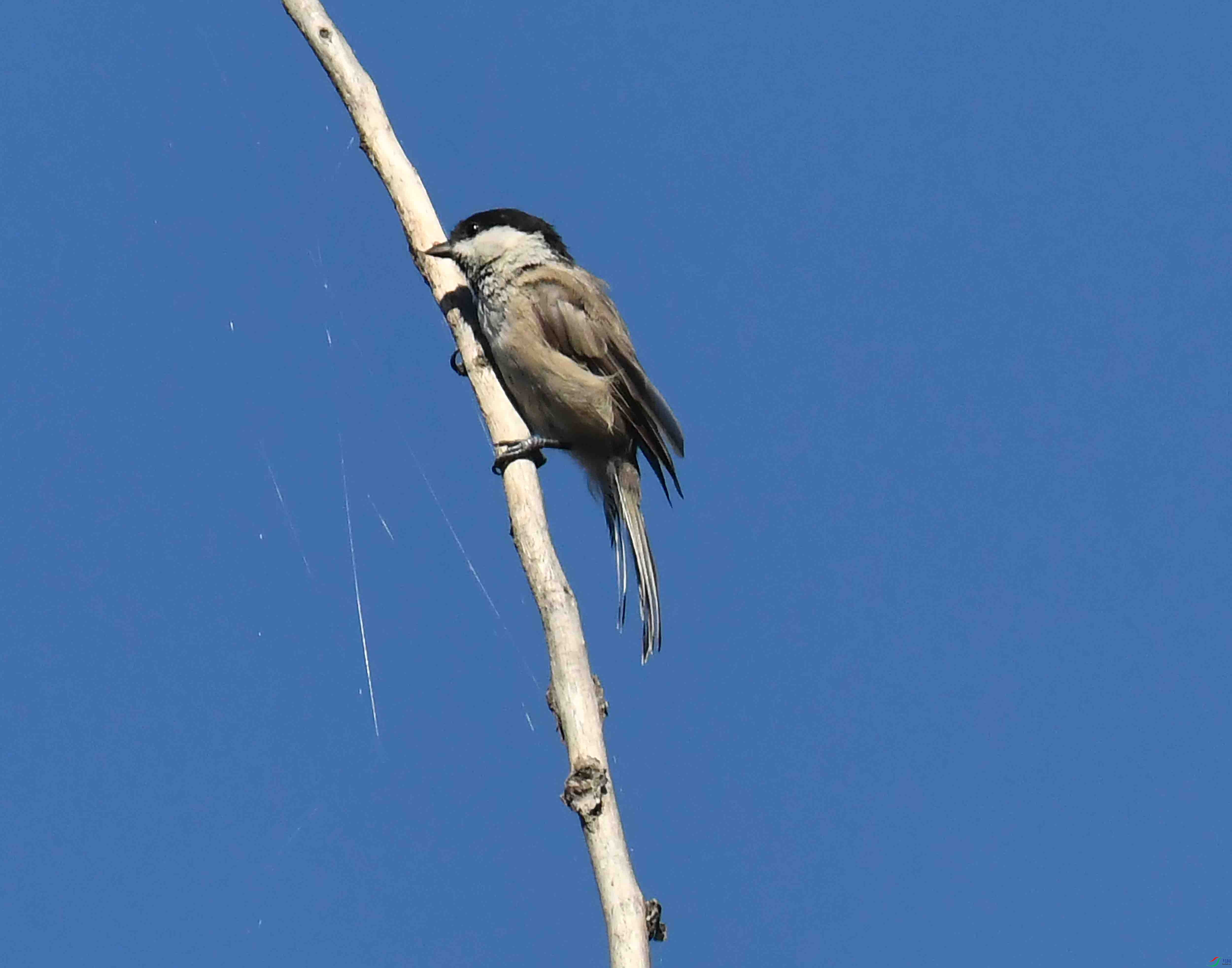 DSC_7387.JPG