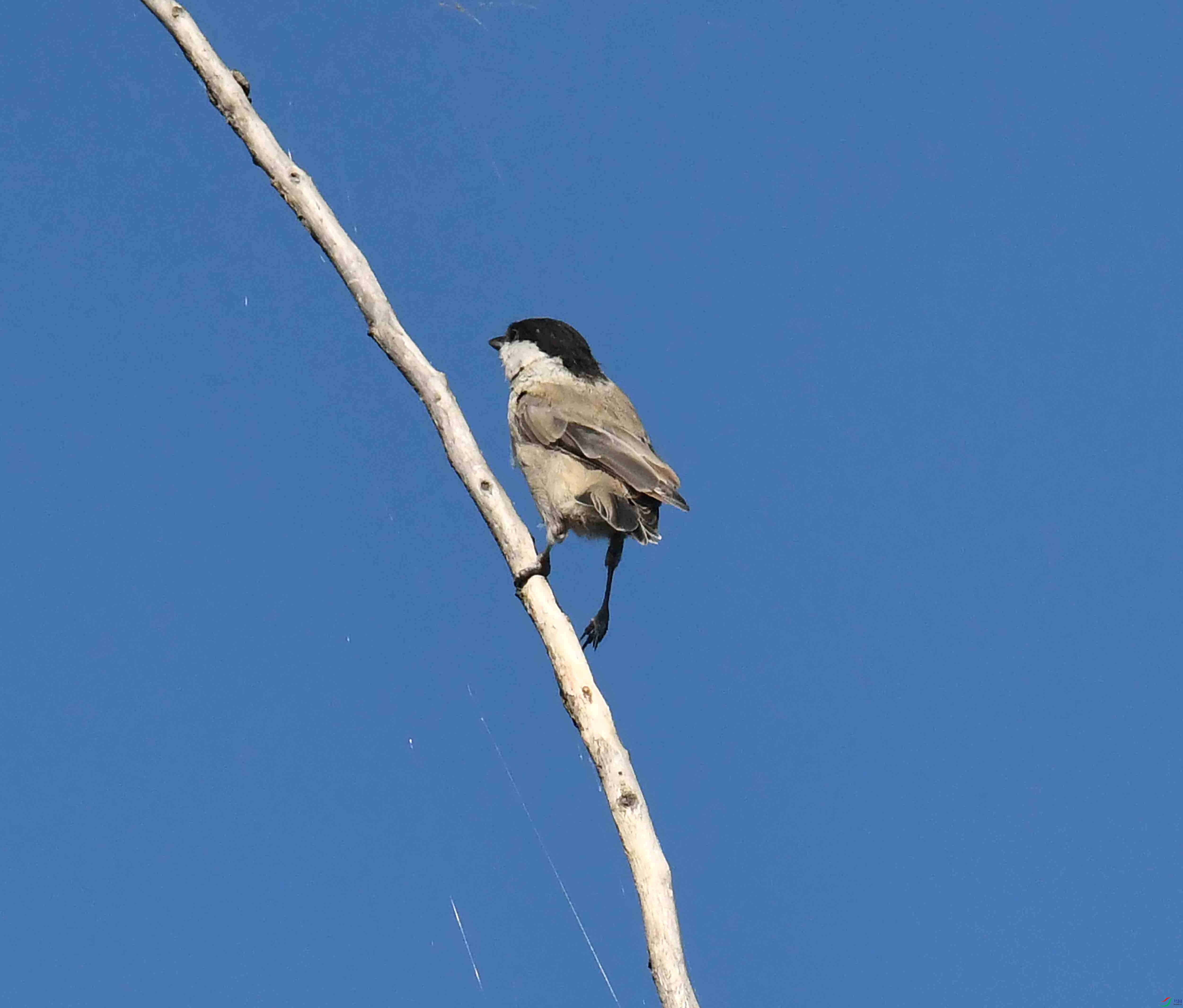DSC_7391.JPG