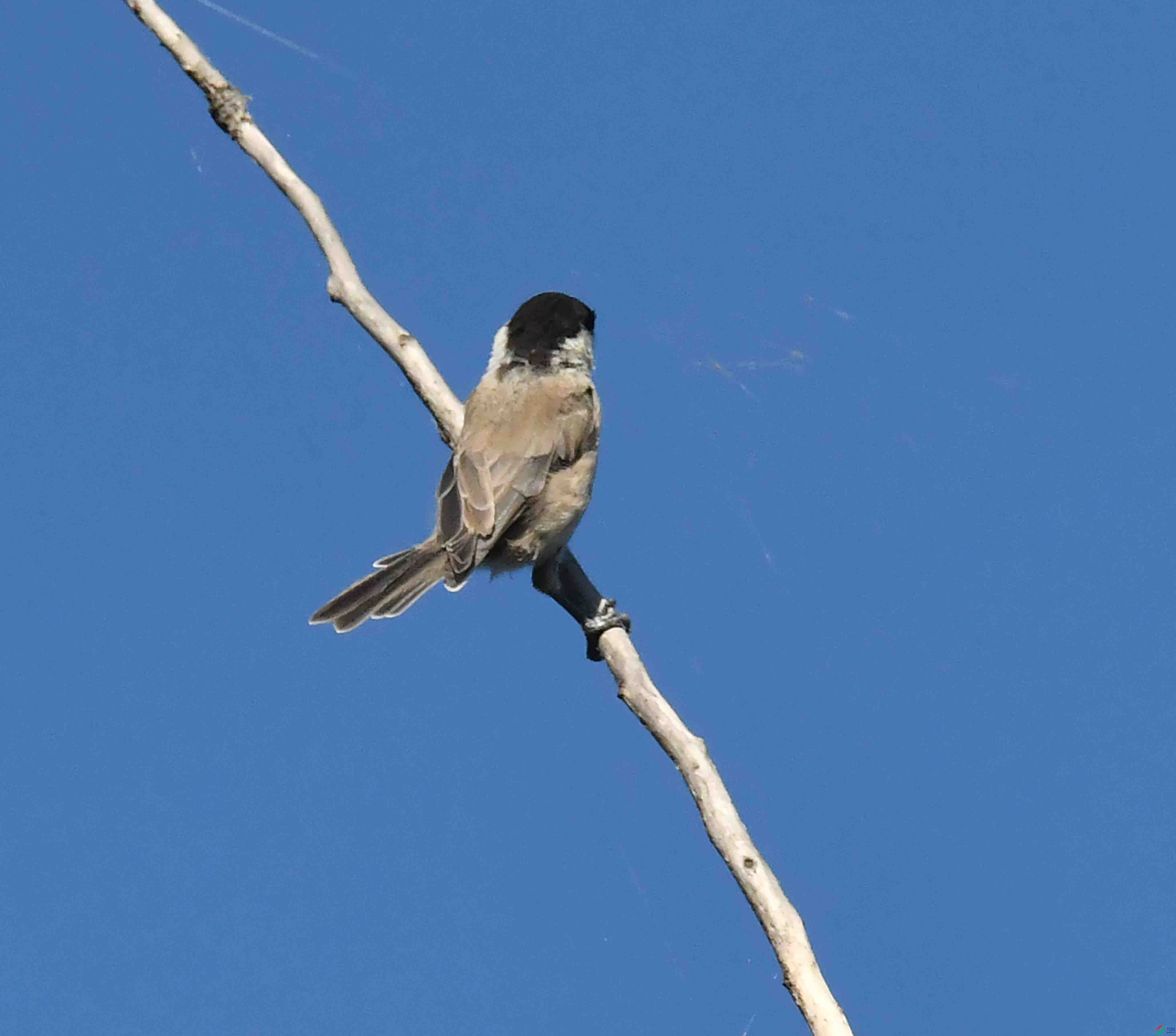 DSC_7395.JPG